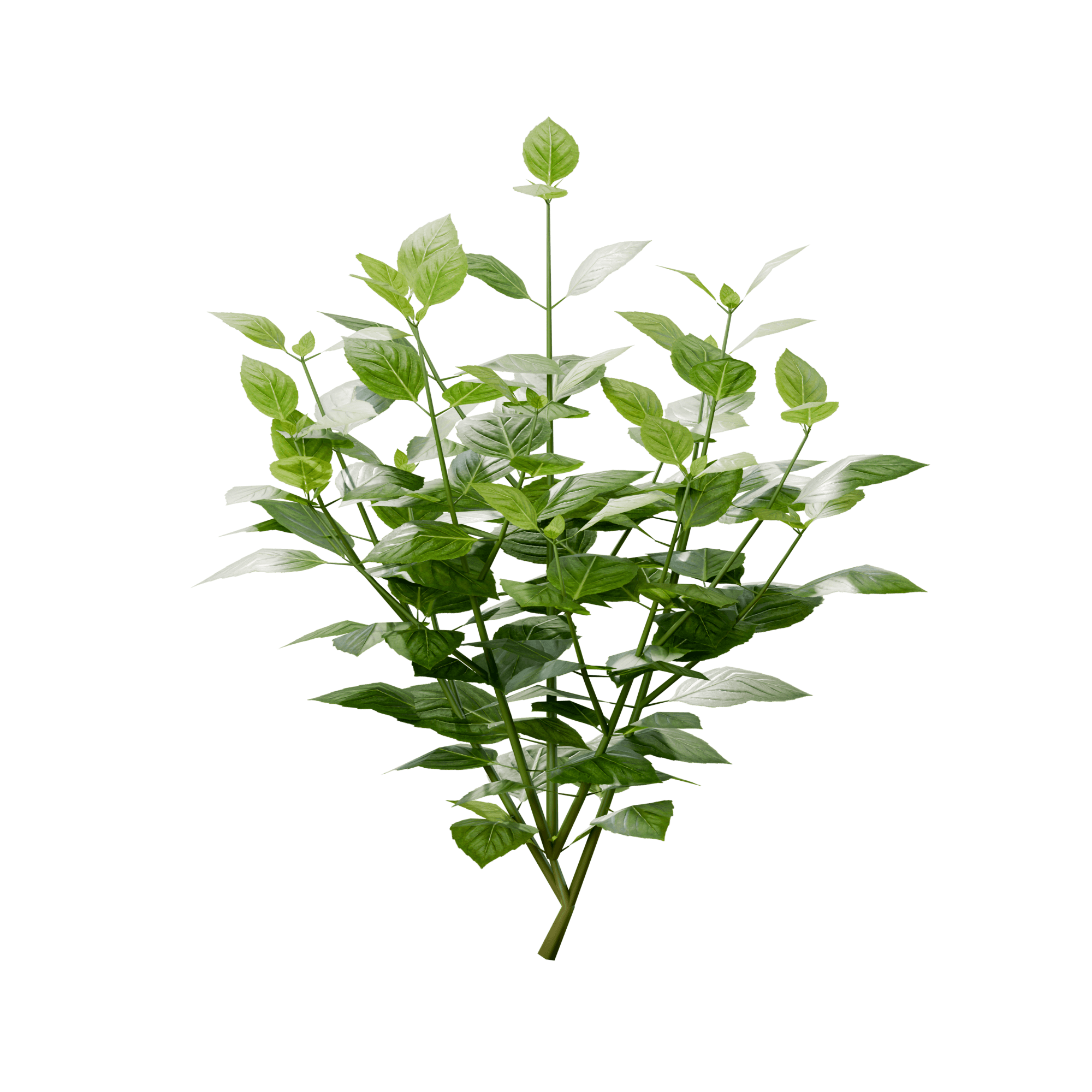 Basil (Ocimum basilicum), 3D plant