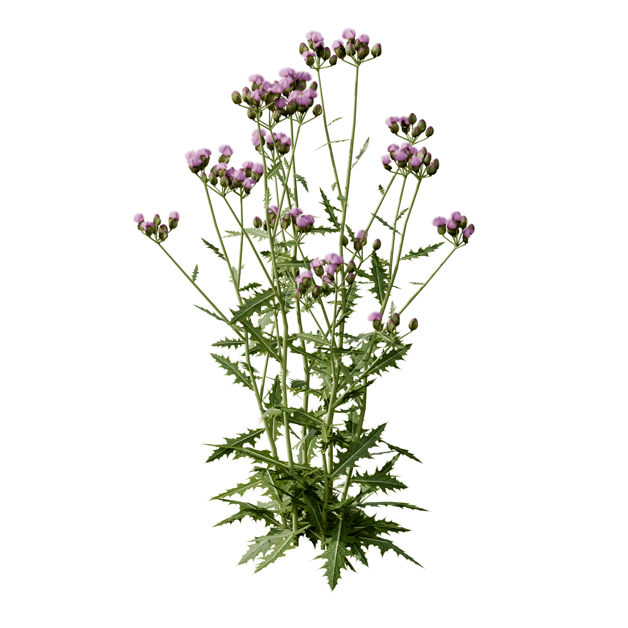 Creeping Thistle (Cirsium arvense), 3D plant