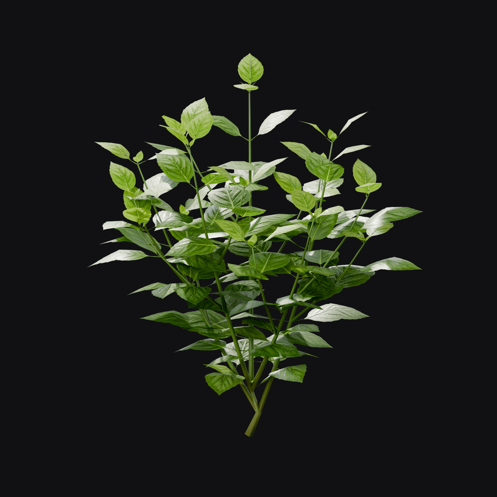 Basil (Ocimum basilicum), free Blender 3D model render