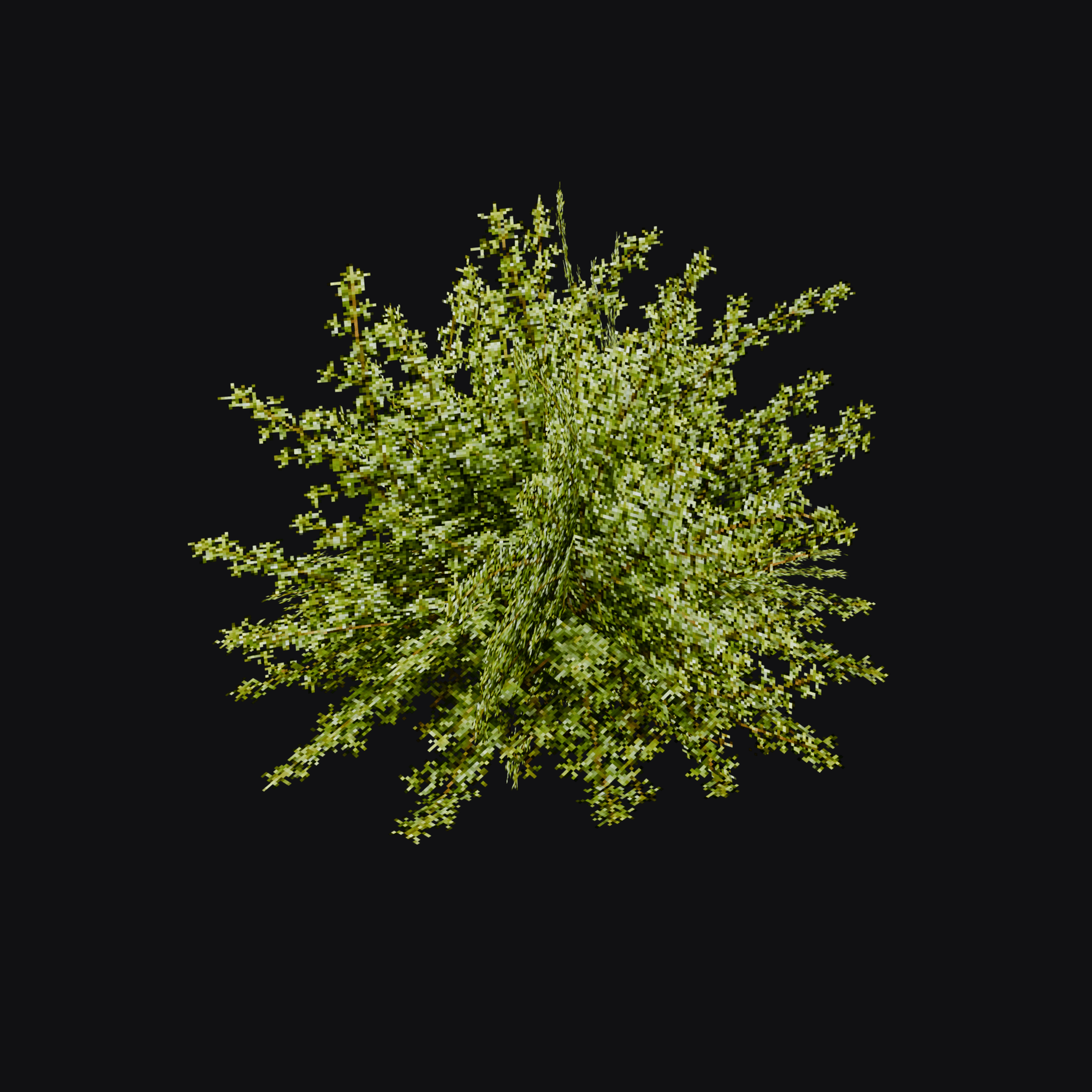 Bedstraw 01 (Galium sp.), free Blender 3D model render