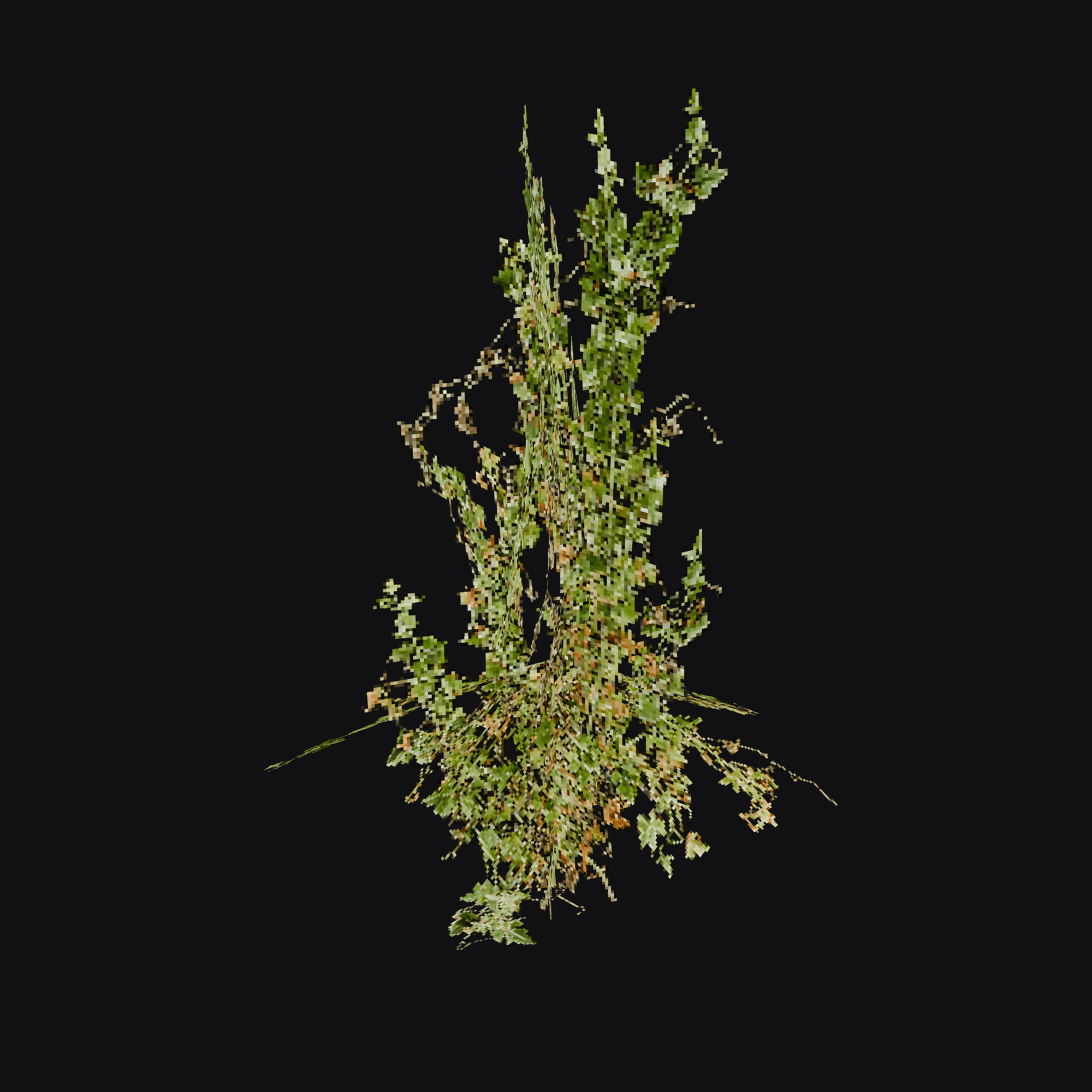 Bryony 01 (Bryonia sp.), free Blender 3D model render