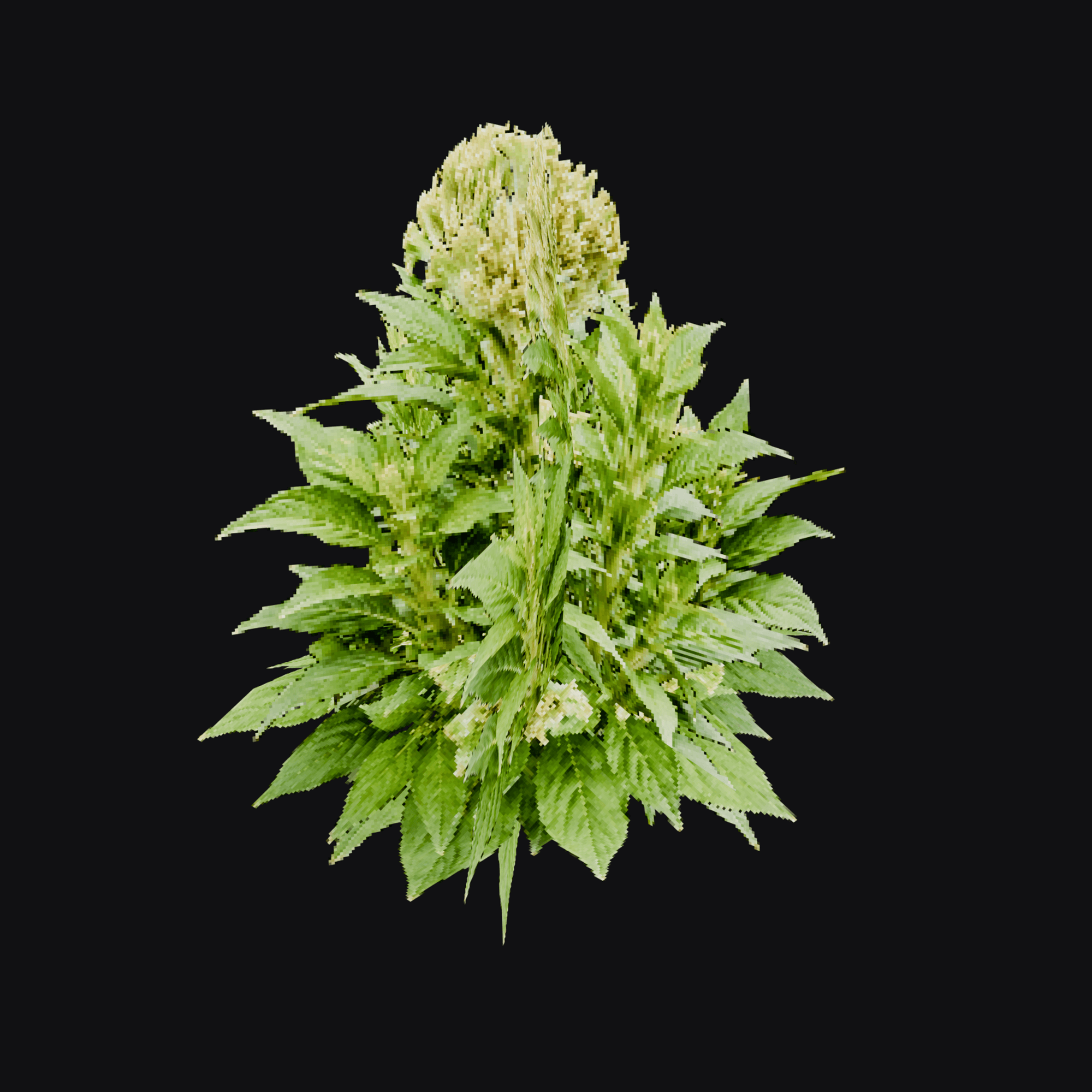 Celosia 01 (Celosia sp.), free Blender 3D model render