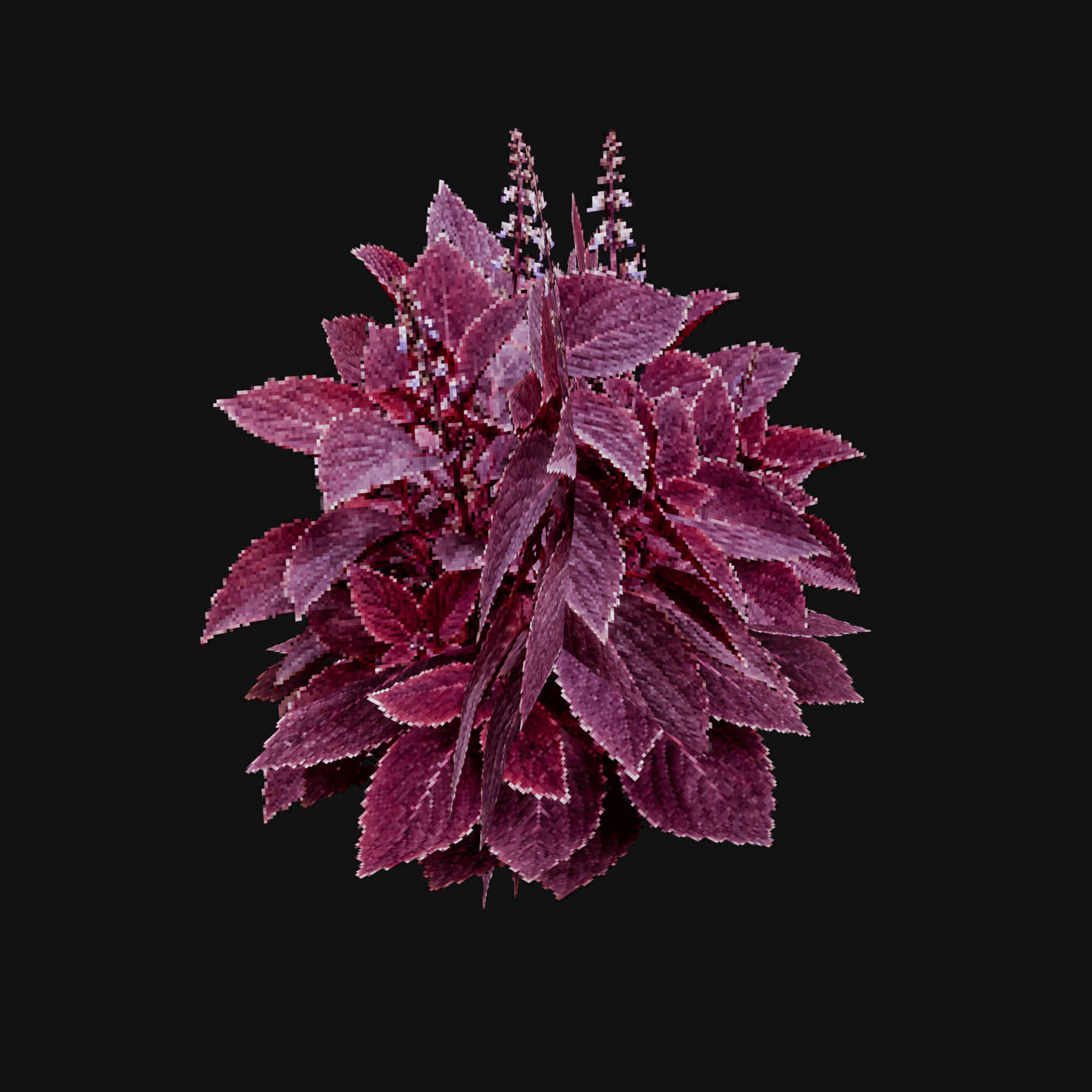 Coleus 01 (Coleus sp.), free Blender 3D model render