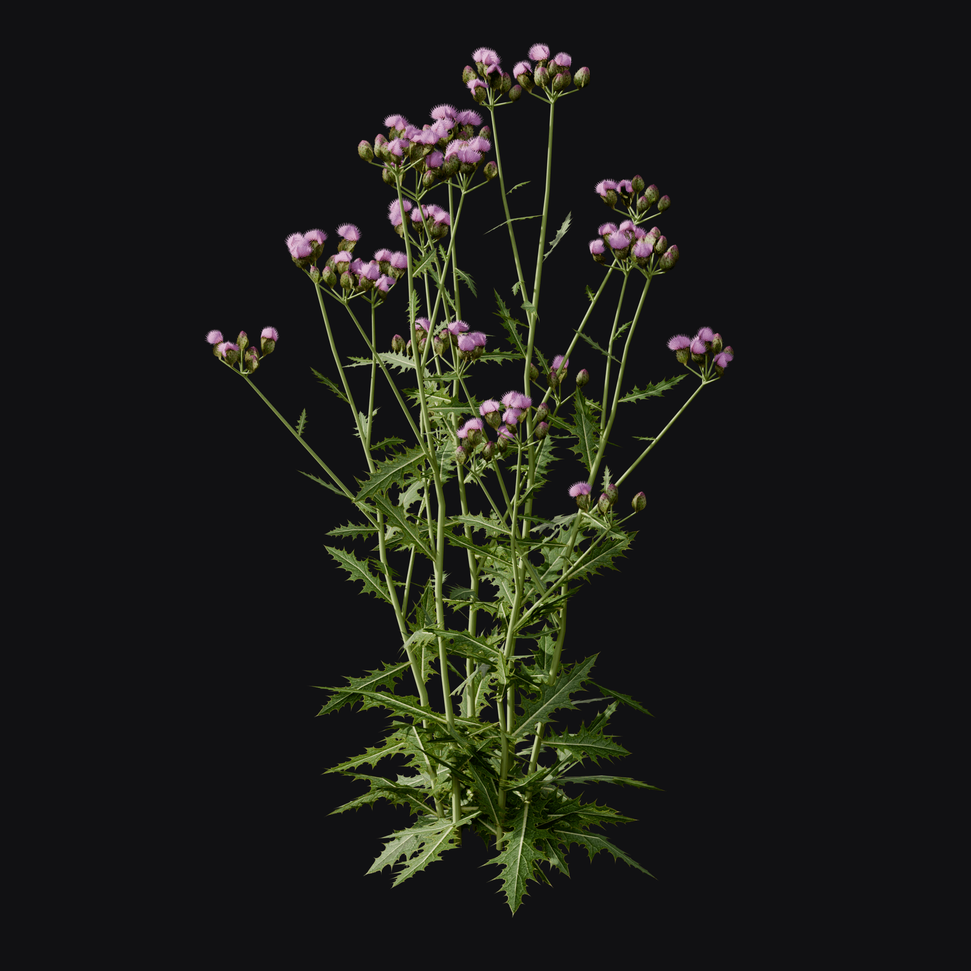 Creeping Thistle (Cirsium arvense), free Blender 3D model render