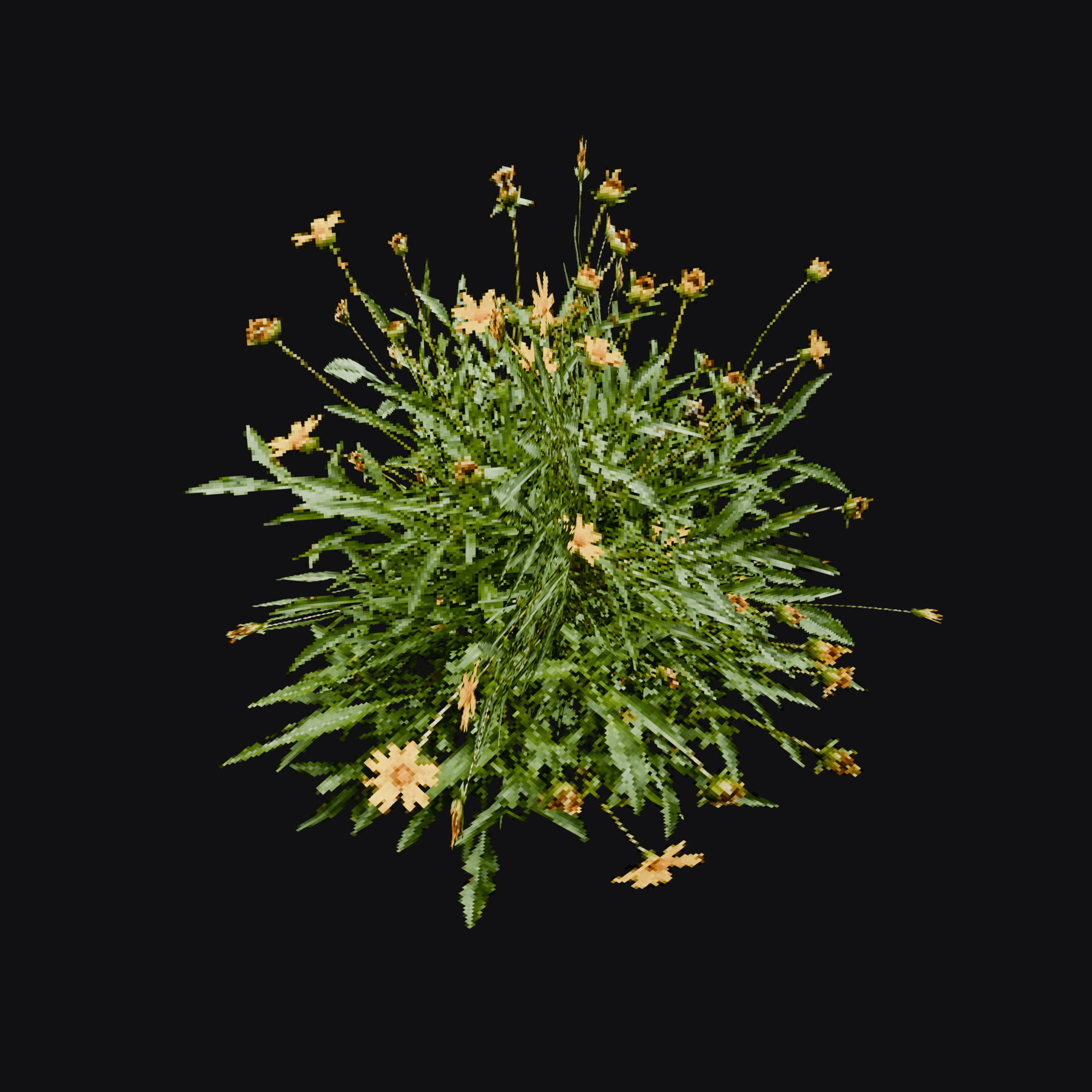 Creeping Zinnia 01 (Sanvitalia procumbens), free Blender 3D model render