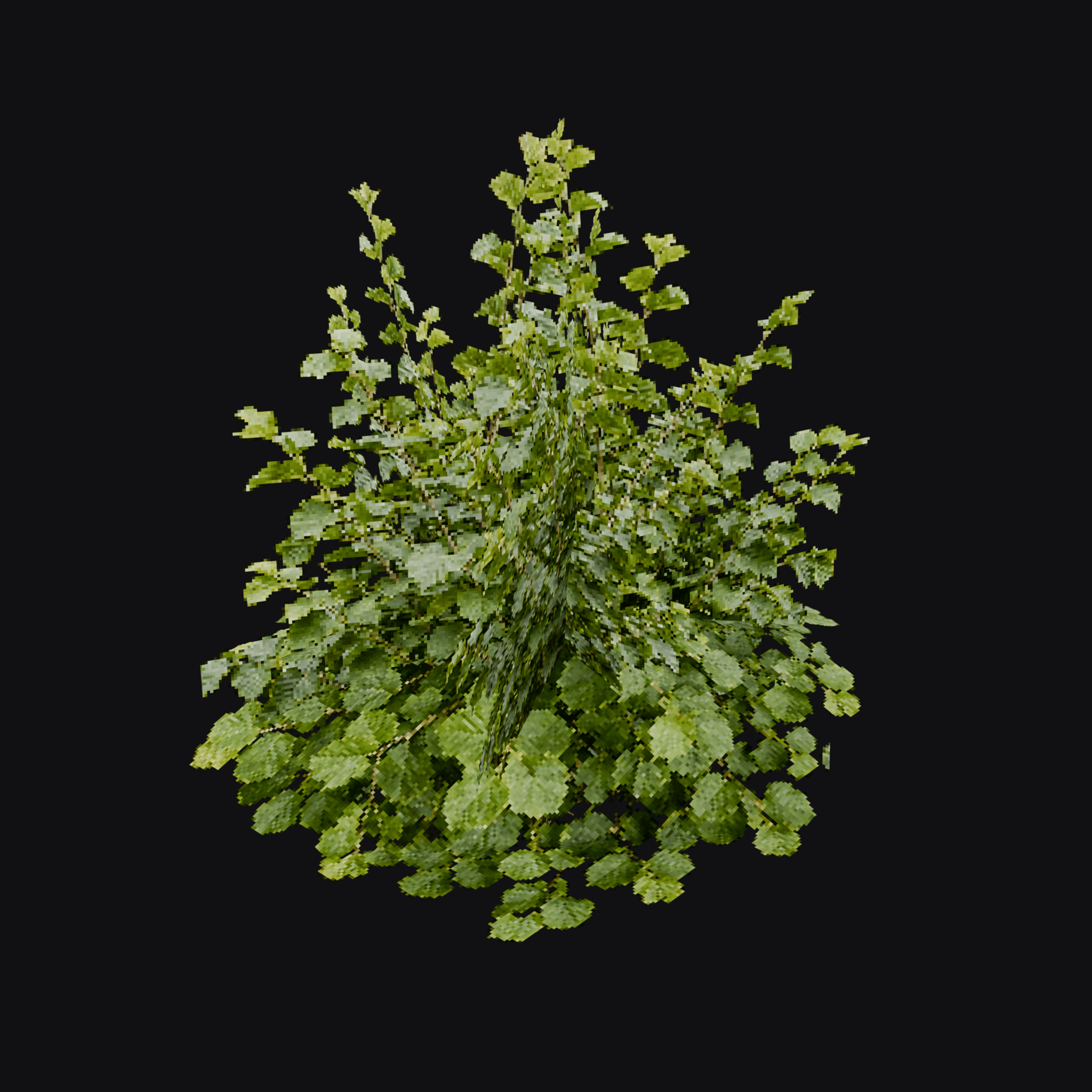 Currant Bush 01 (Ribes sp.), free Blender 3D model render