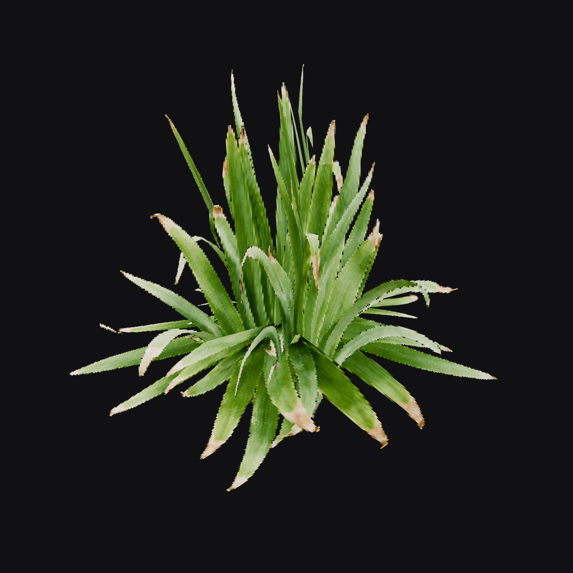 Daylily 01 (Hemerocallis sp.), free Blender 3D model render