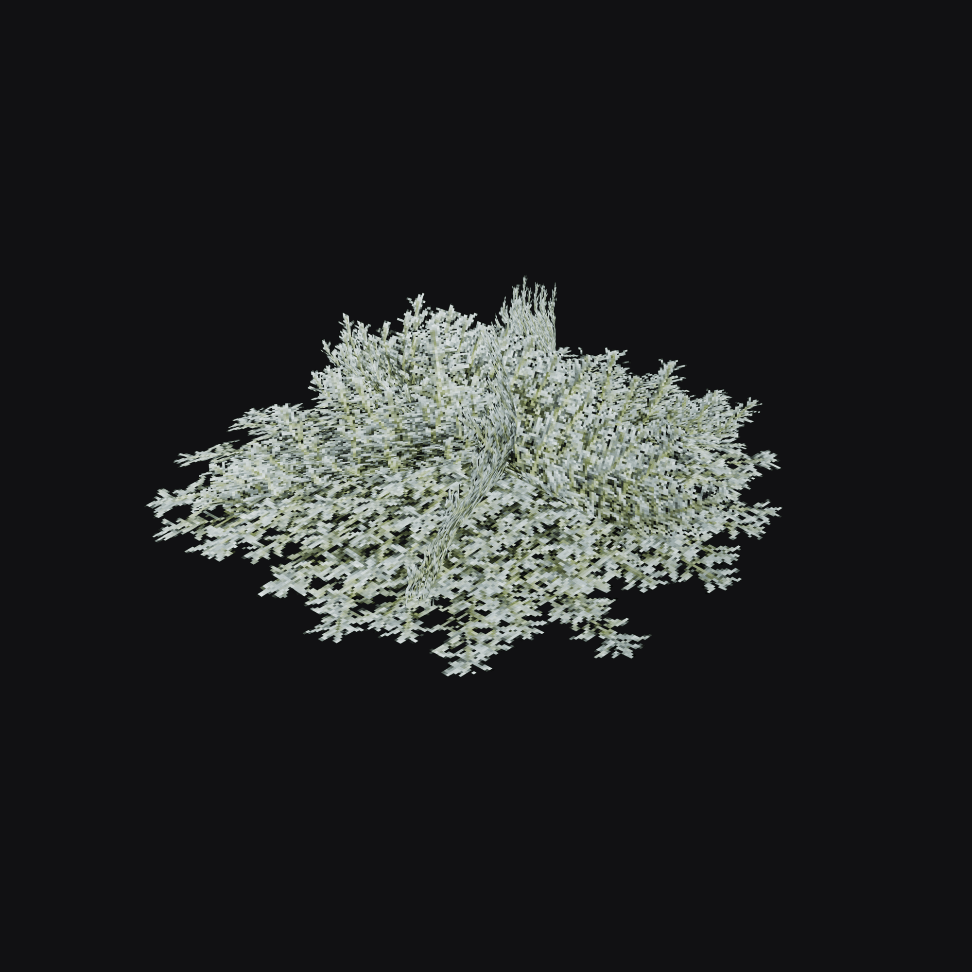 Dusty Miller 01 (Jacobaea maritima), free Blender 3D model render