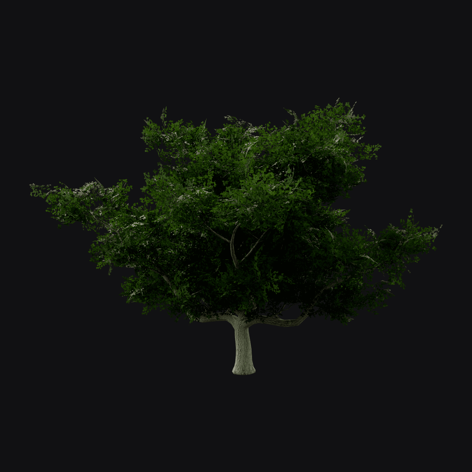 English Oak 01 (Quercus robur), free Blender 3D model render
