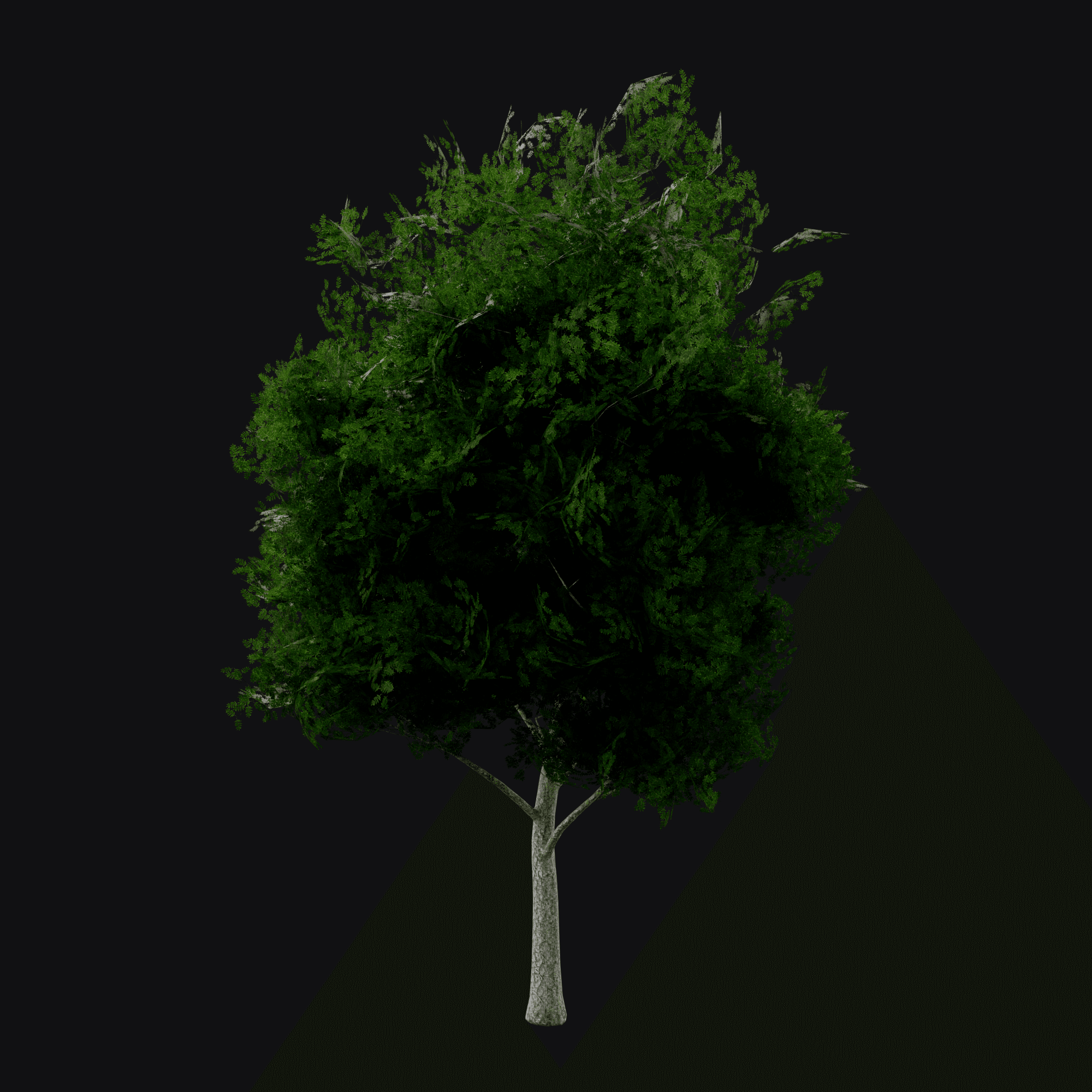 European Ash 01 (Fraxinus excelsior), free Blender 3D model render