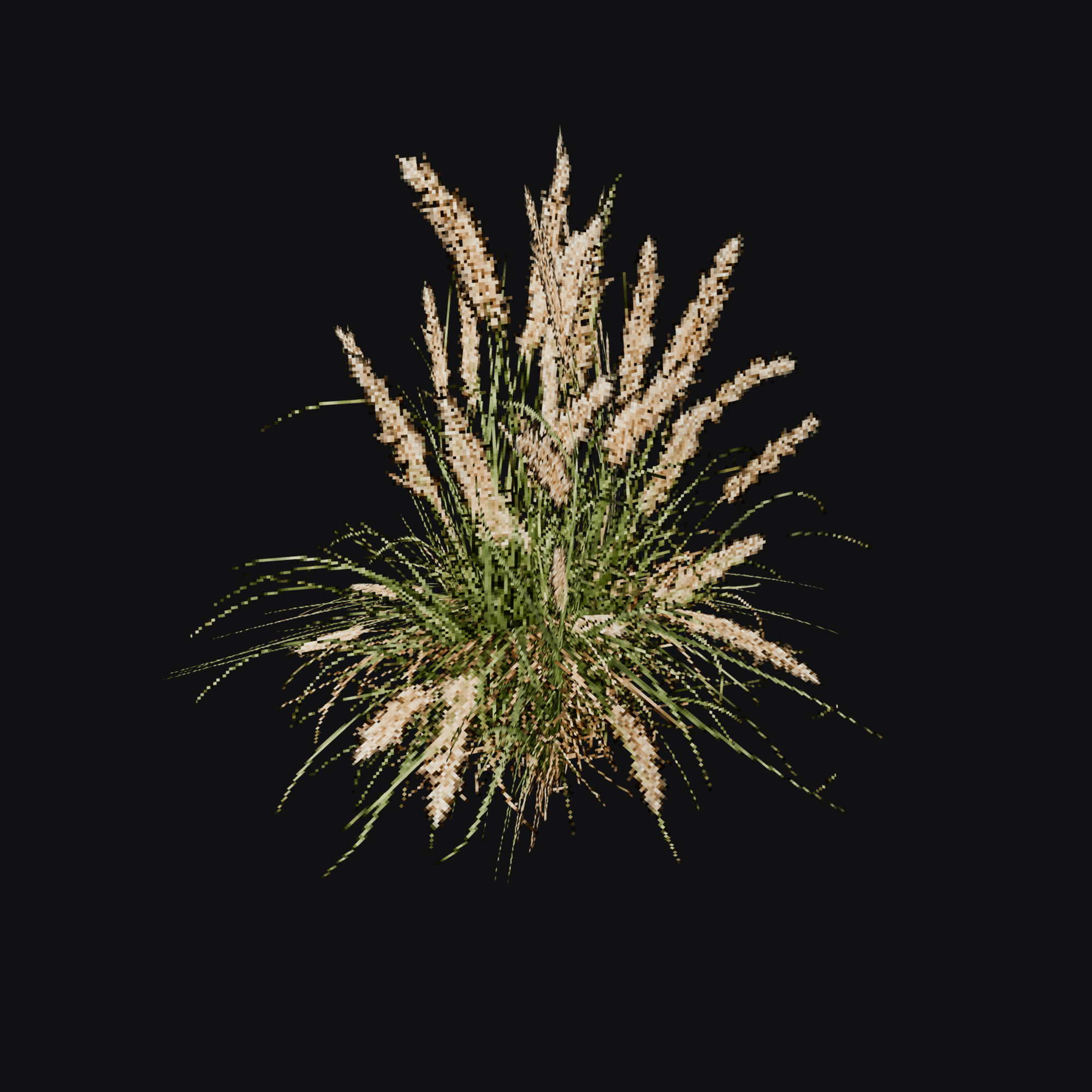 Fountain Grass 01 (Cenchrus sp.), free Blender 3D model render