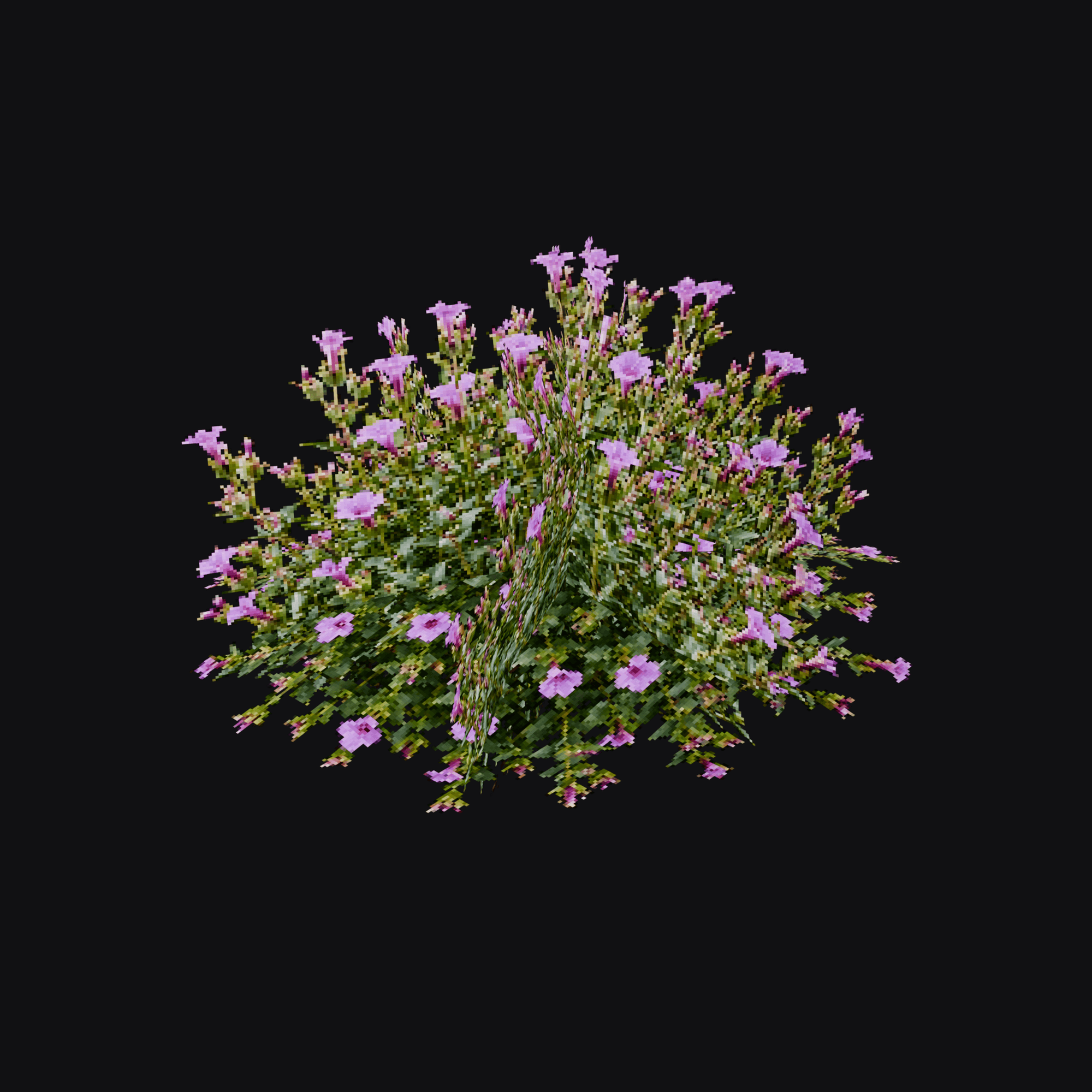 Four O'Clock 01 (Mirabilis jalapa), free Blender 3D model render