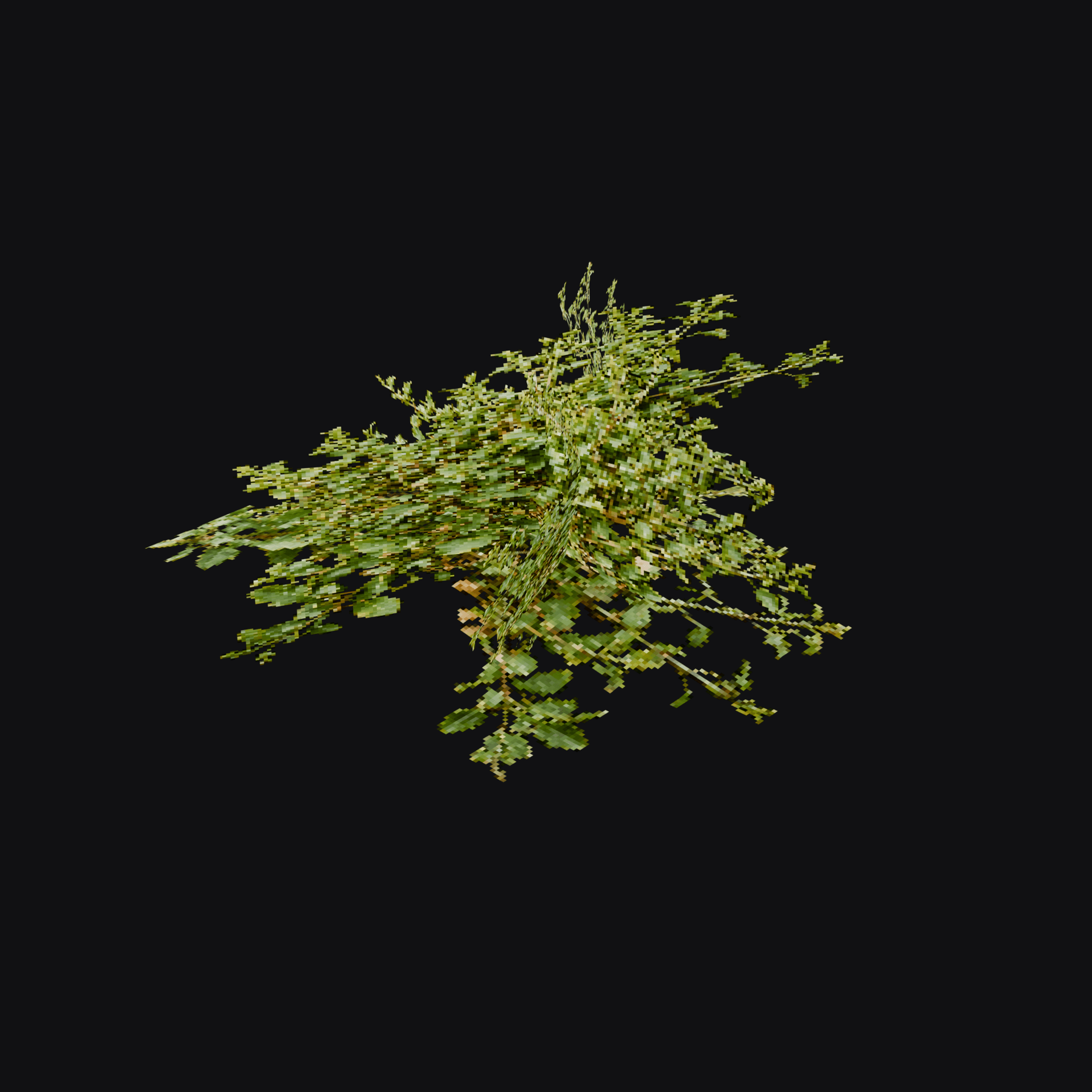Germander 01 (Teucrium sp.), free Blender 3D model render
