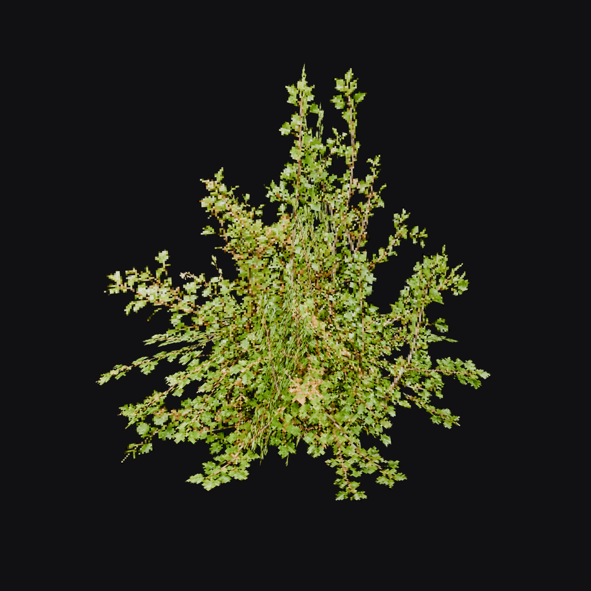 Gooseberry Bush 01 (Ribes sp.), free Blender 3D model render