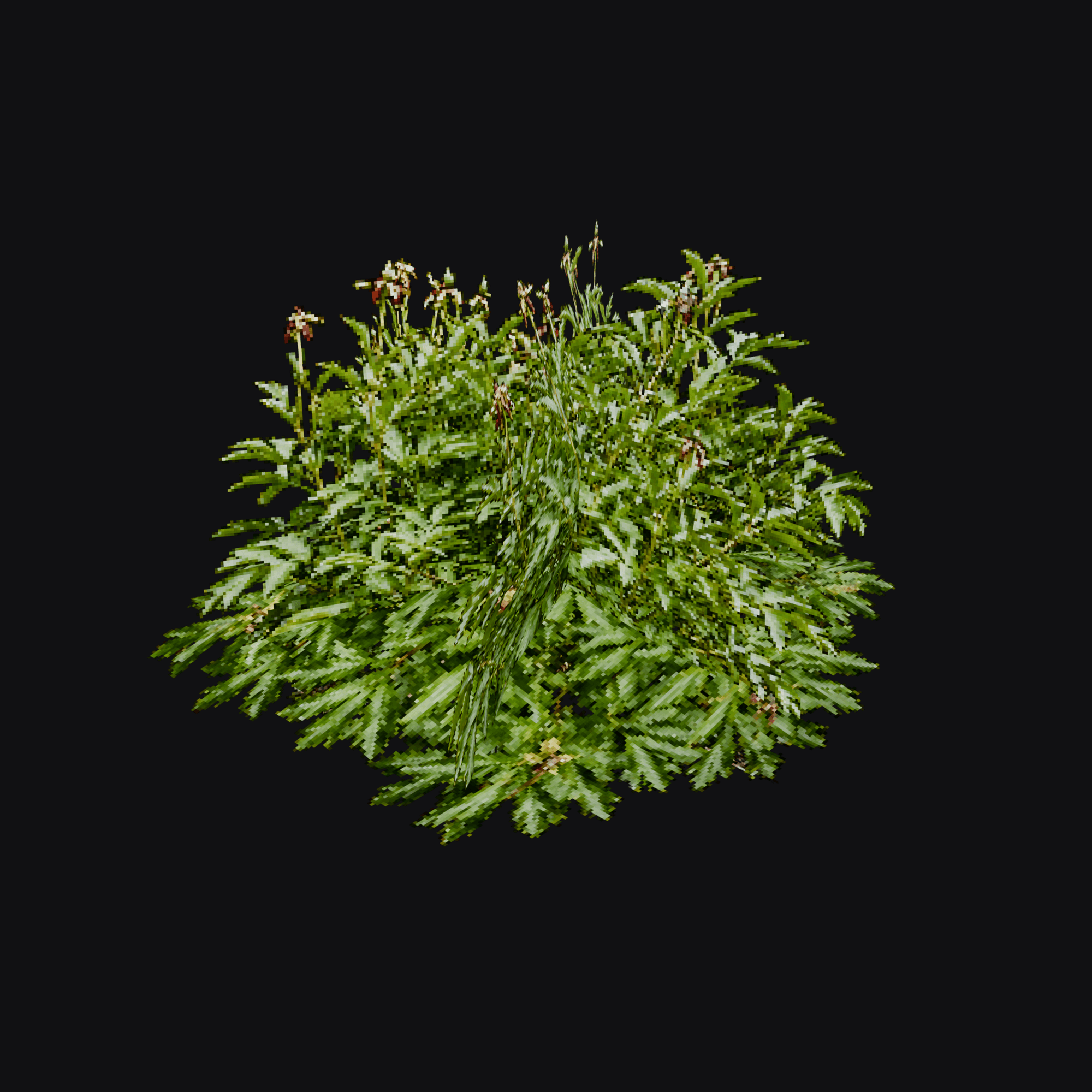 Hellebore 01 (Helleborus sp.), free Blender 3D model render