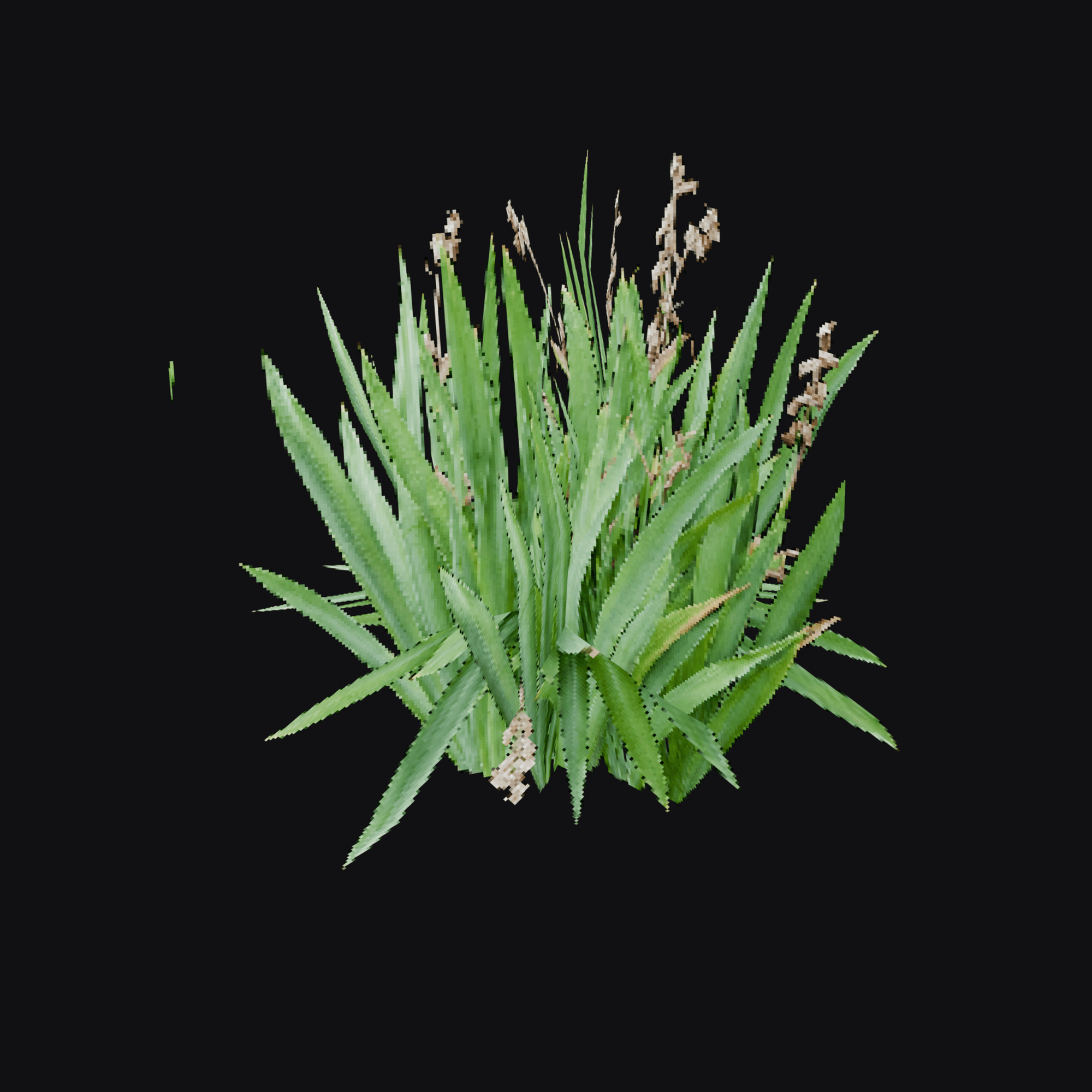 Iris Clump 01 (Iris sp.), free Blender 3D model render