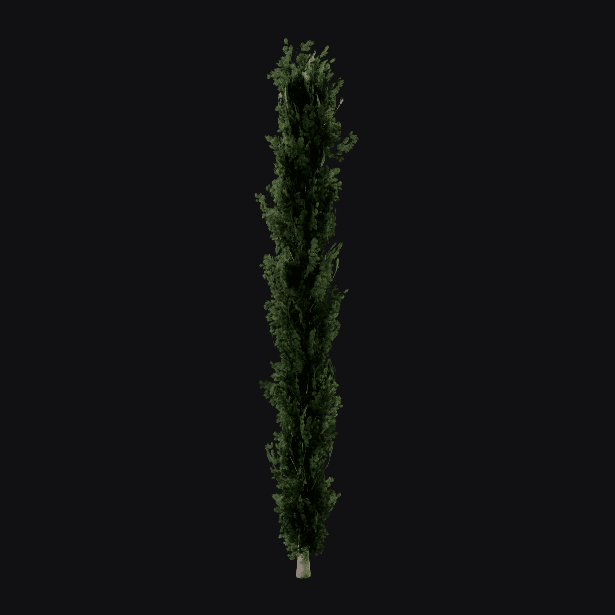 Italian Cypress 01 (Cupressus sempervirens), free Blender 3D model render
