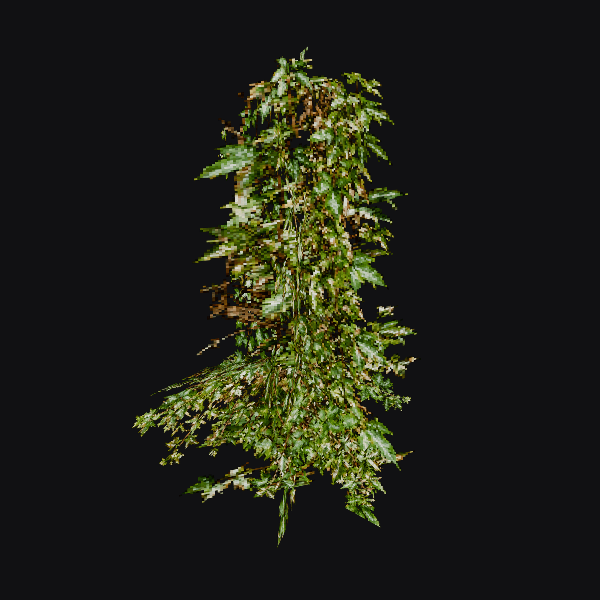 Ivy 01 (Hedera sp.), free Blender 3D model render
