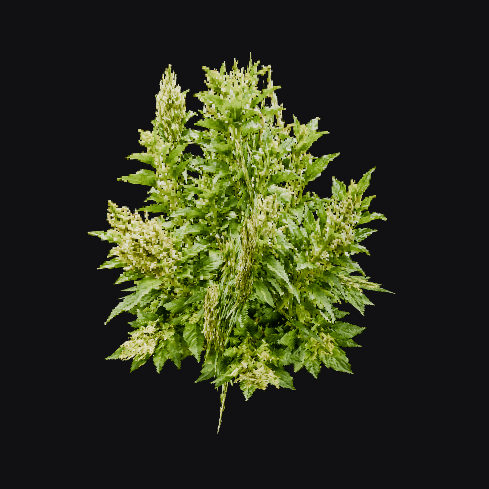 Lambsquarters 01 (Chenopodium album), free Blender 3D model render