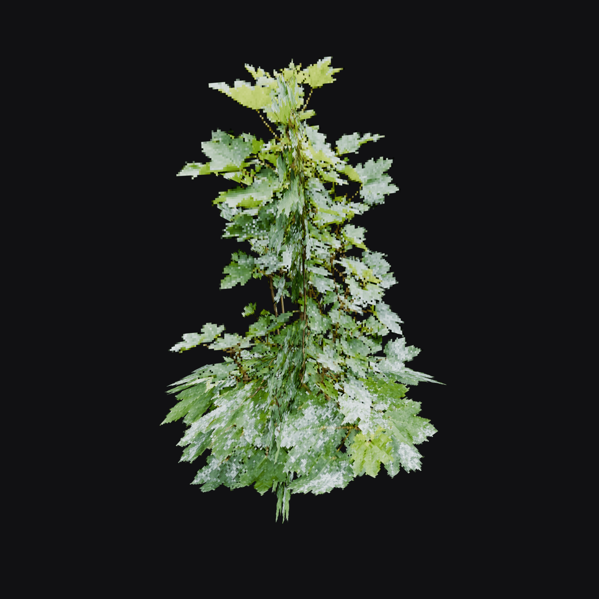 Maple Sapling 01 (Acer sp.), free Blender 3D model render