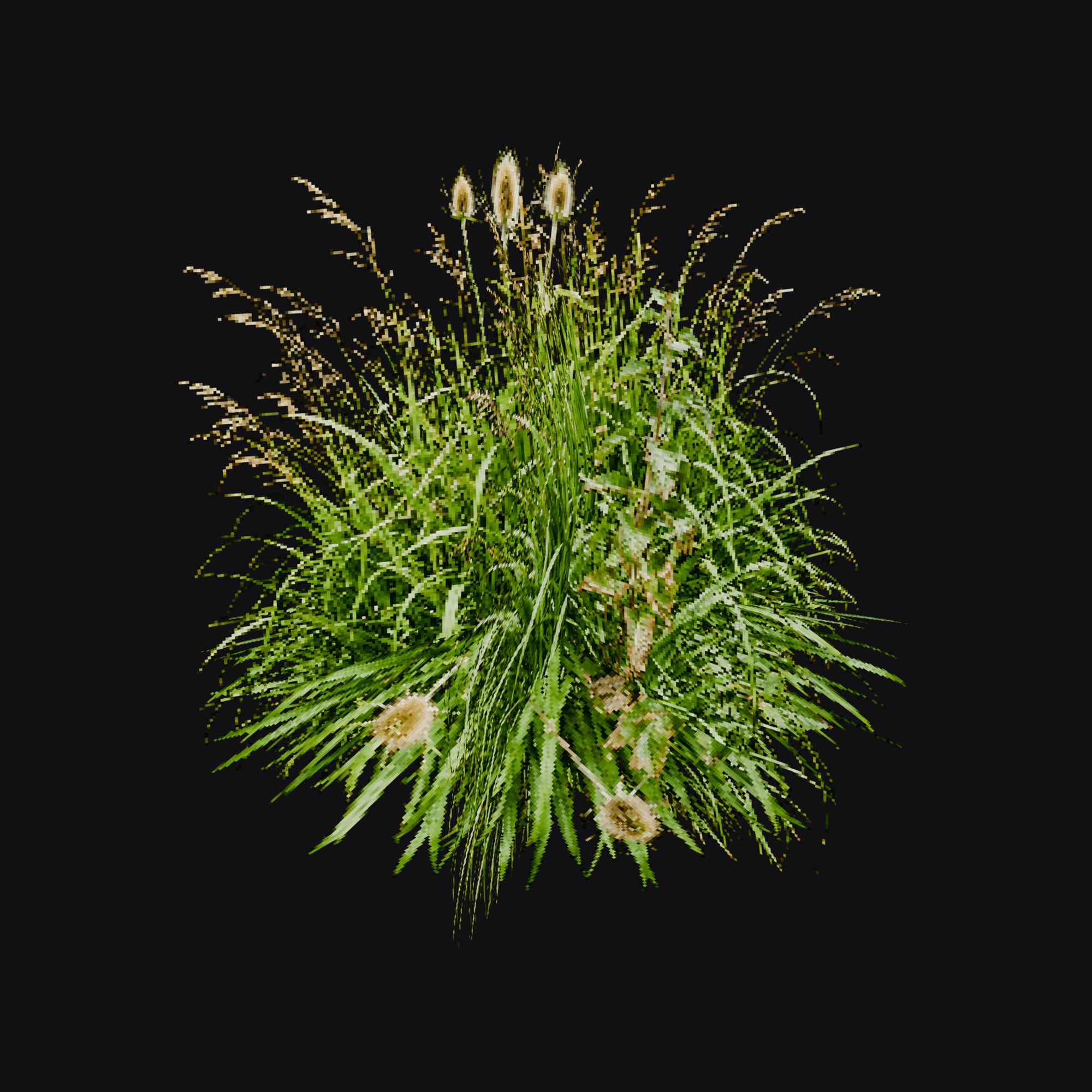 Meadow Grass 01 (Poaceae), free Blender 3D model render