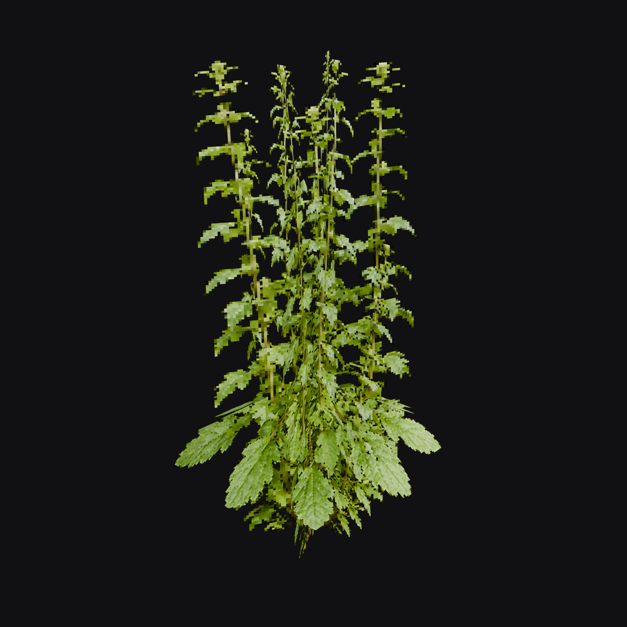 Motherwort 01 (Leonurus cardiaca), free Blender 3D model render