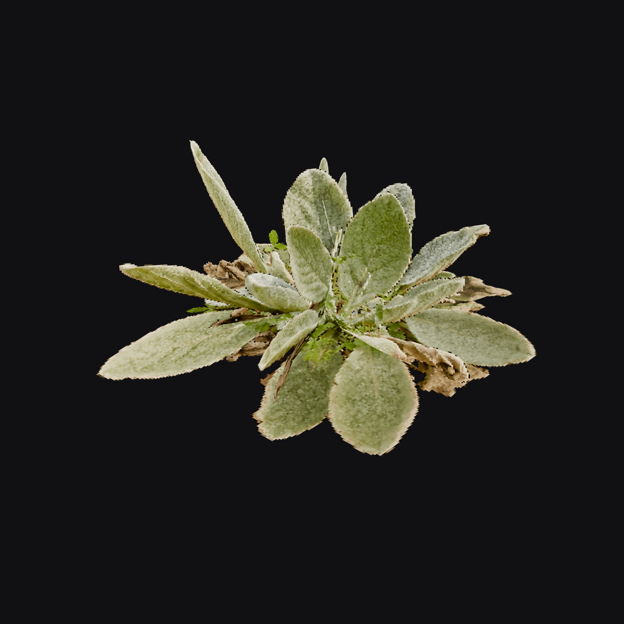 Mullein Rosette 01 (Verbascum sp.), free Blender 3D model render