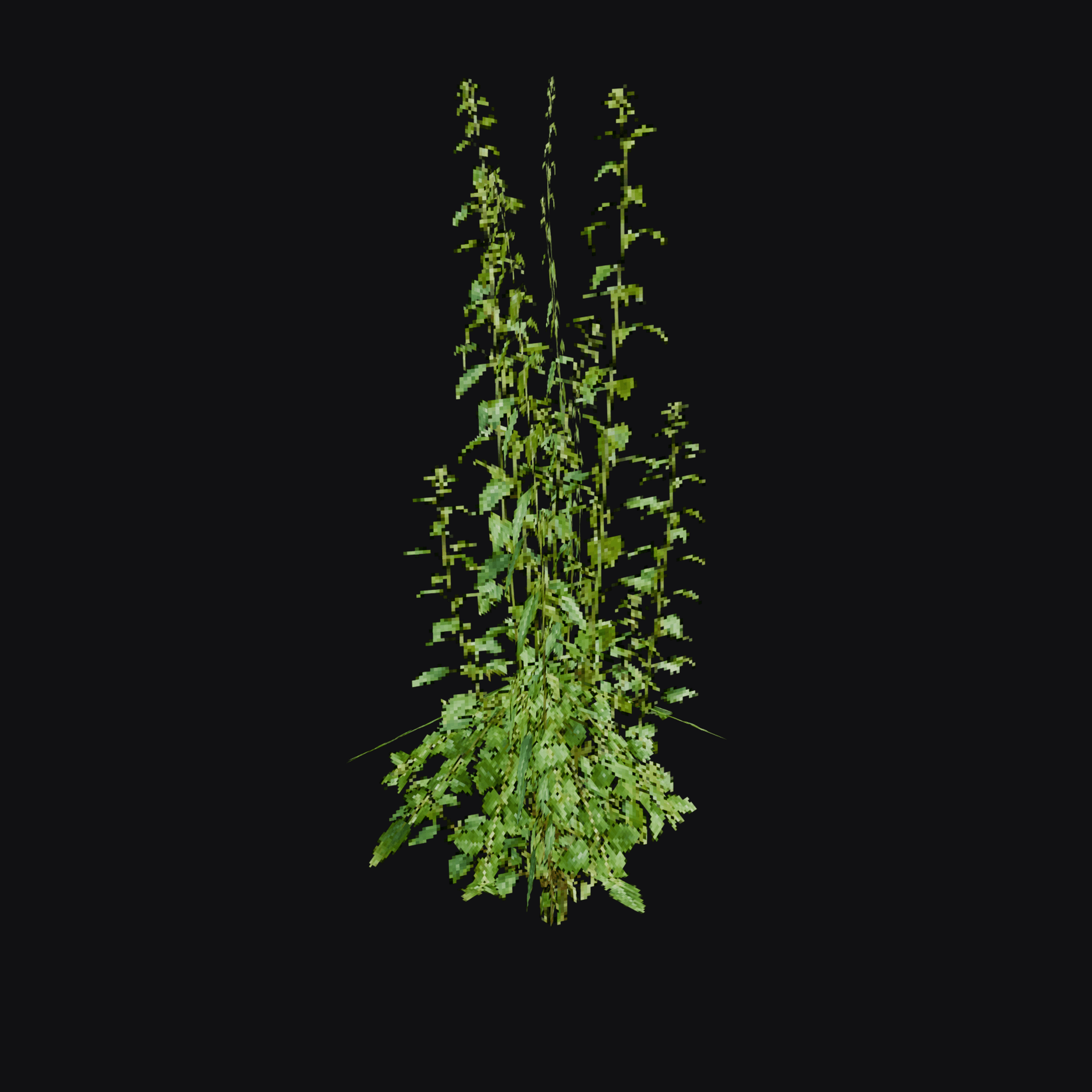 Nettle 01 (Urtica sp.), free Blender 3D model render