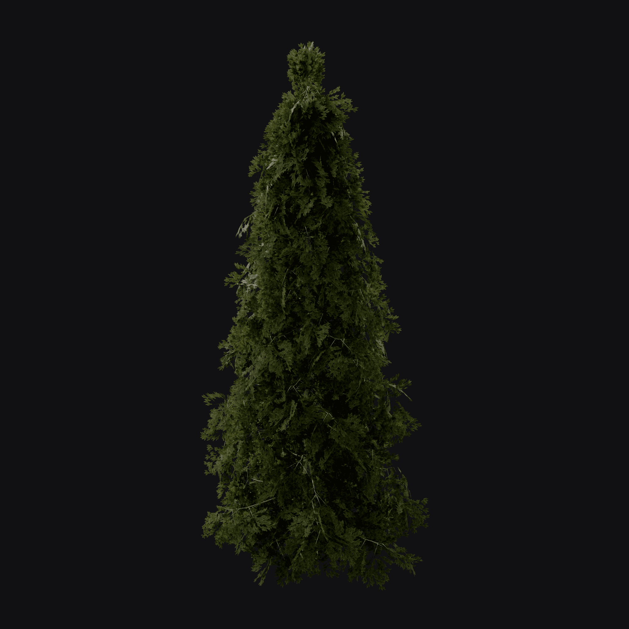 Norway Spruce 01 (Picea abies), free Blender 3D model render