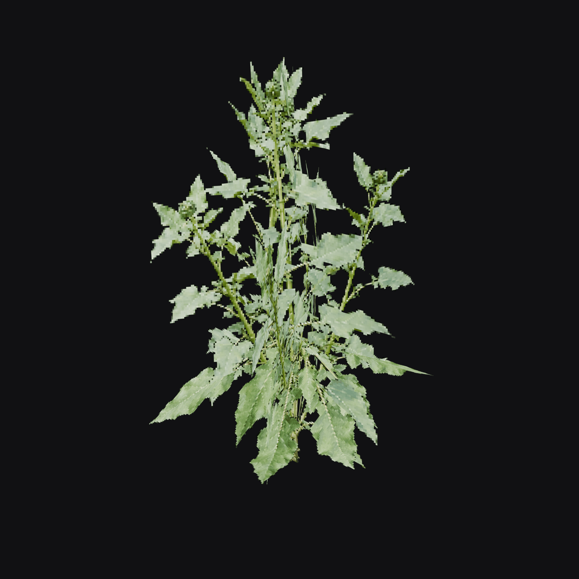 Orache 01 (Atriplex sp.), free Blender 3D model render