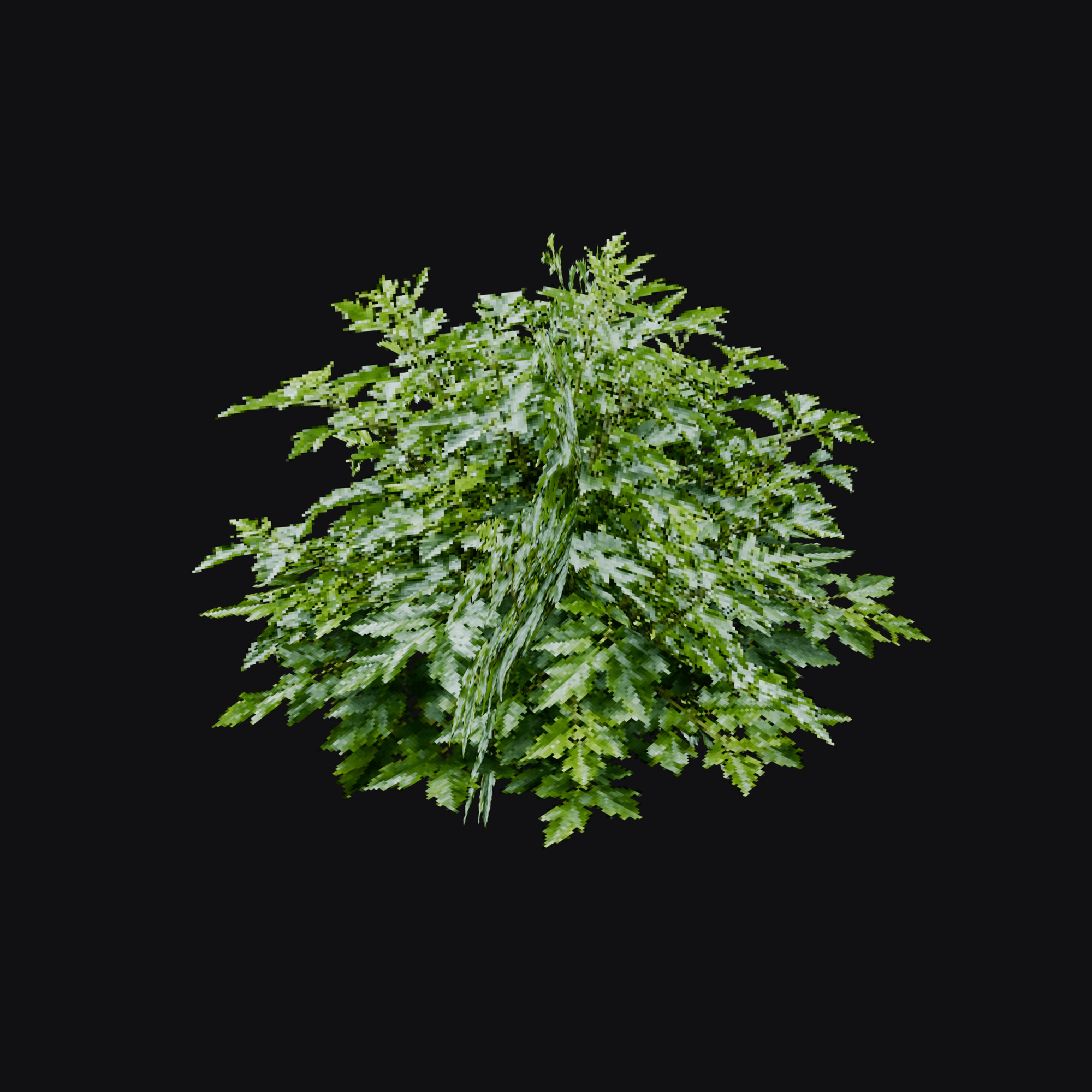 Oregon Grape Shrub 01 (Mahonia sp.), free Blender 3D model render