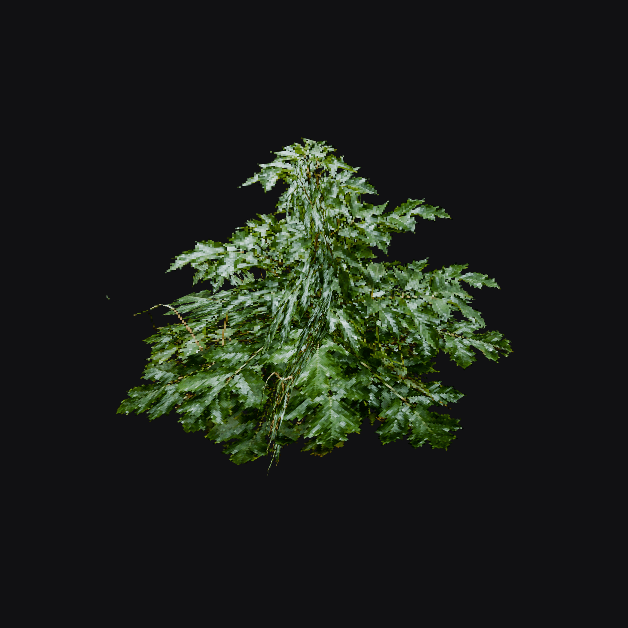 Osmanthus Shrub 01 (Osmanthus sp.), free Blender 3D model render