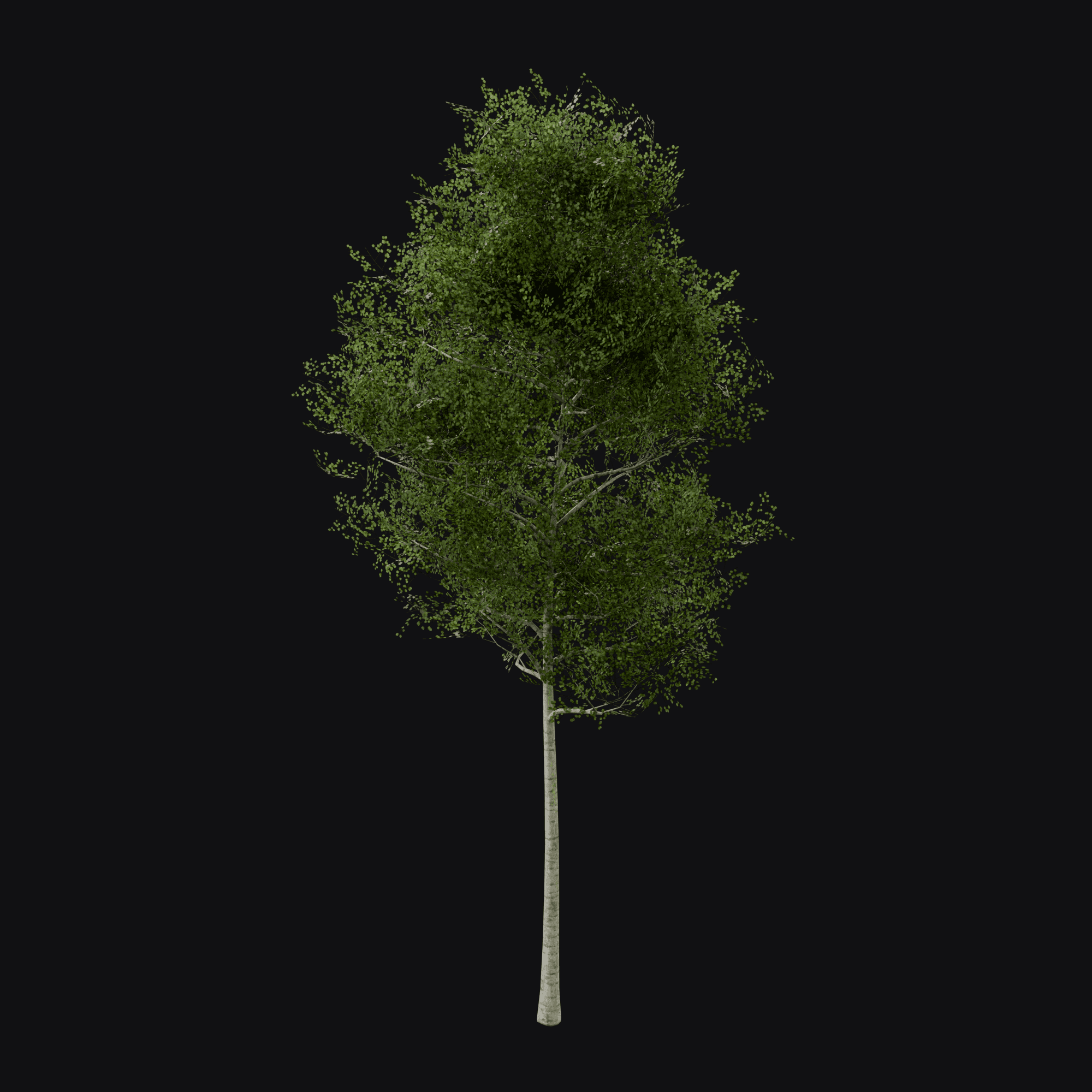 Quaking Aspen 01 (Populus tremuloides), free Blender 3D model render