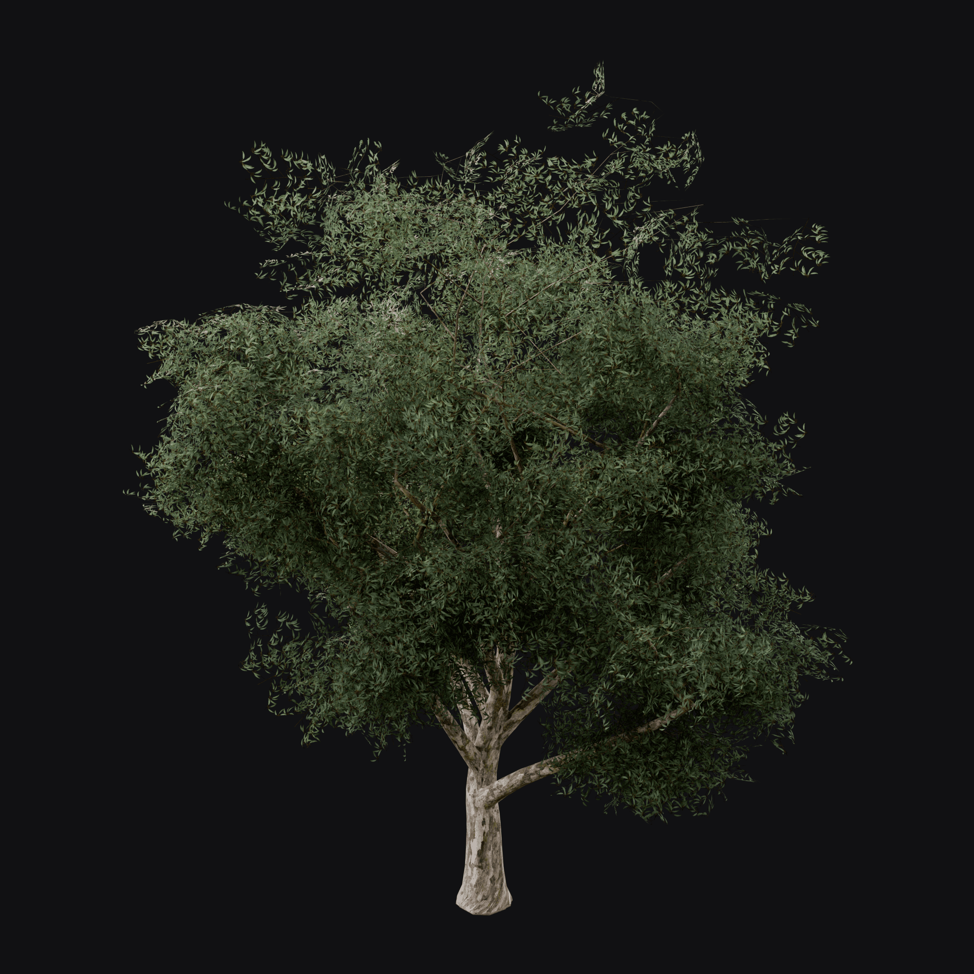 River Red Gum 01 (Eucalyptus camaldulensis), free Blender 3D model render