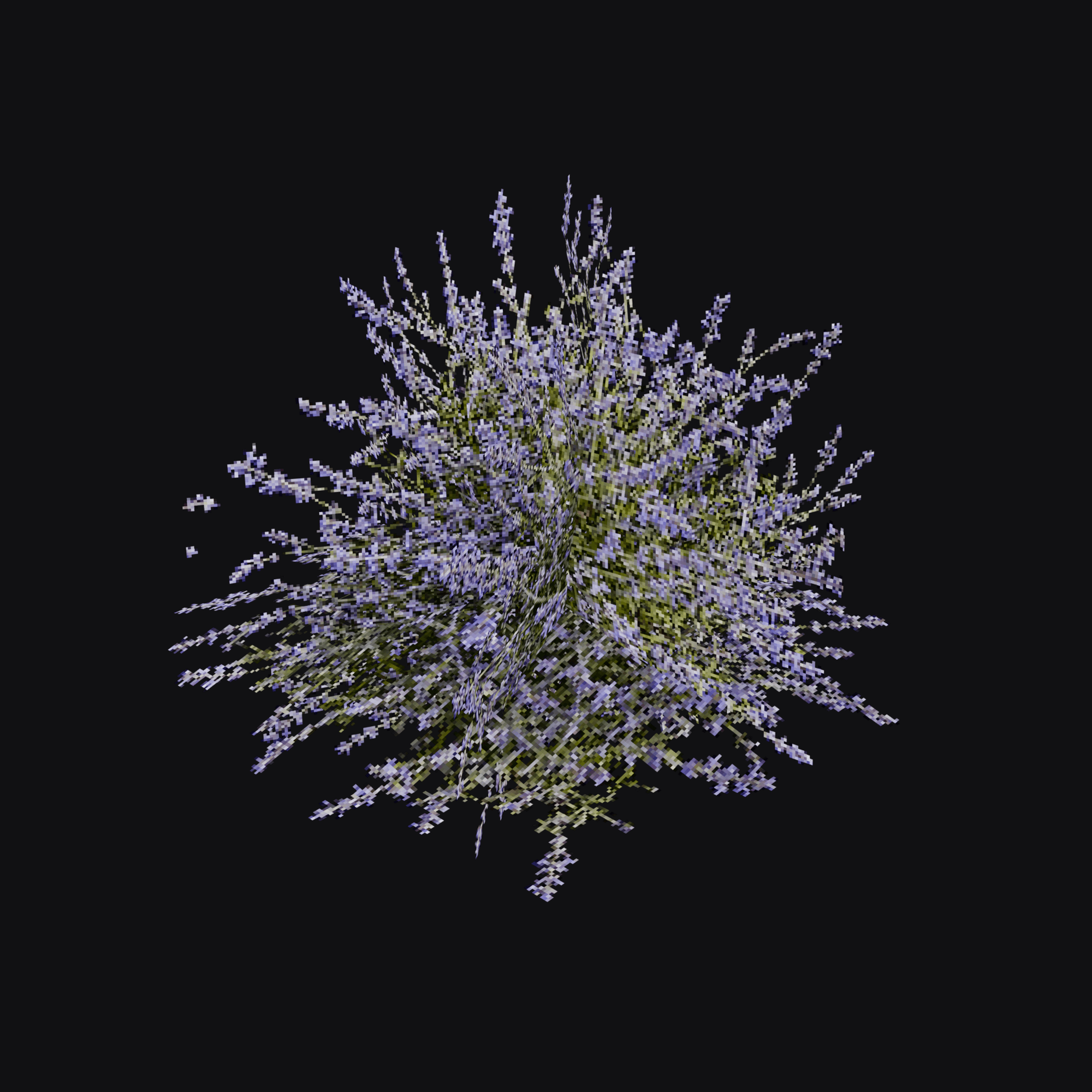 Russian Sage 01 (Salvia yangii), free Blender 3D model render