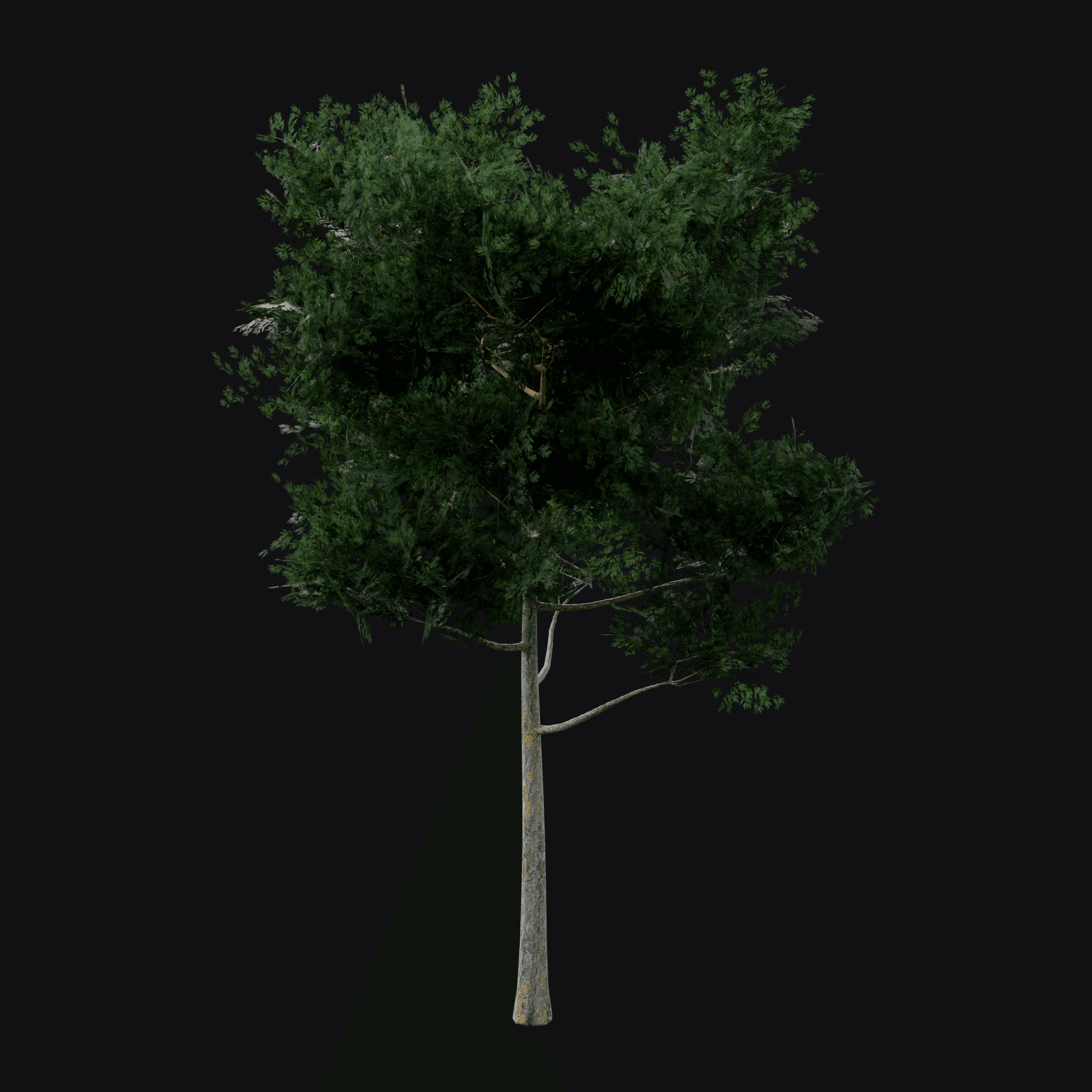 Scots Pine 01 (Pinus sylvestris), free Blender 3D model render