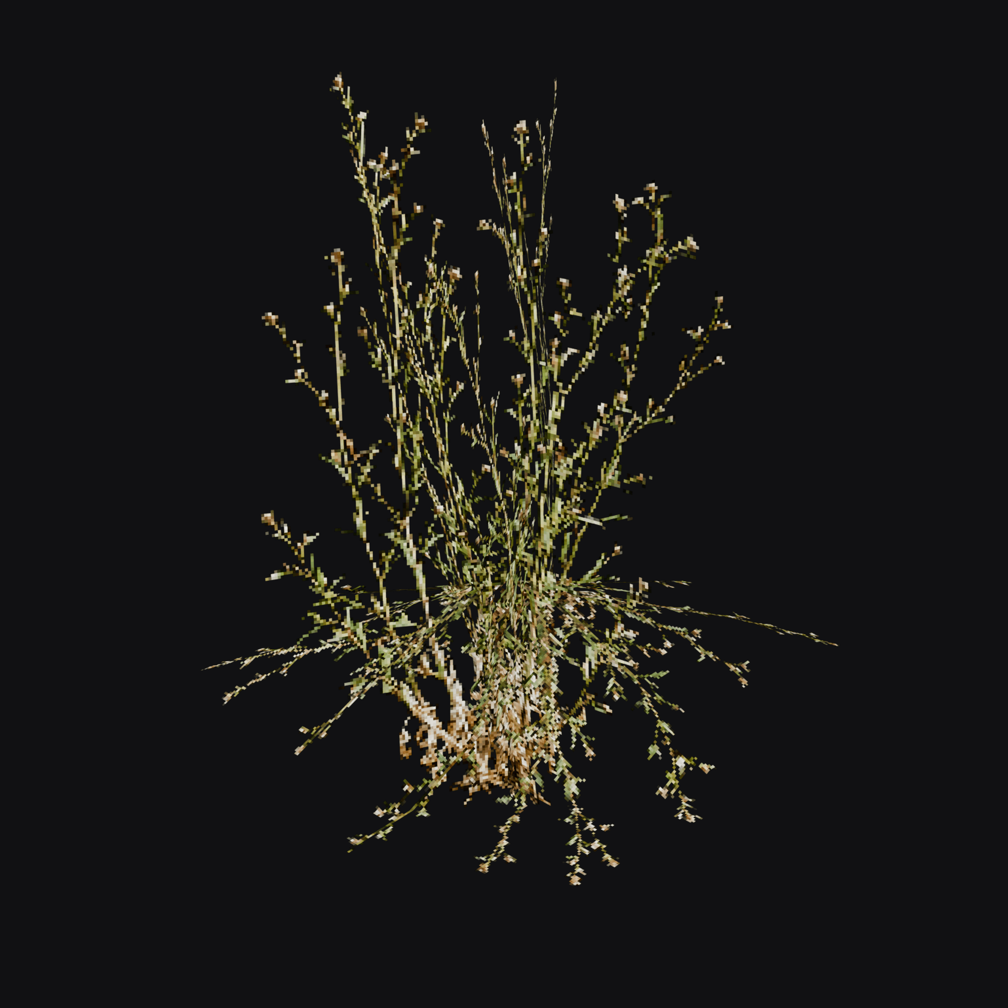 Shepherd's Purse 01 (Capsella bursa-pastoris), free Blender 3D model render
