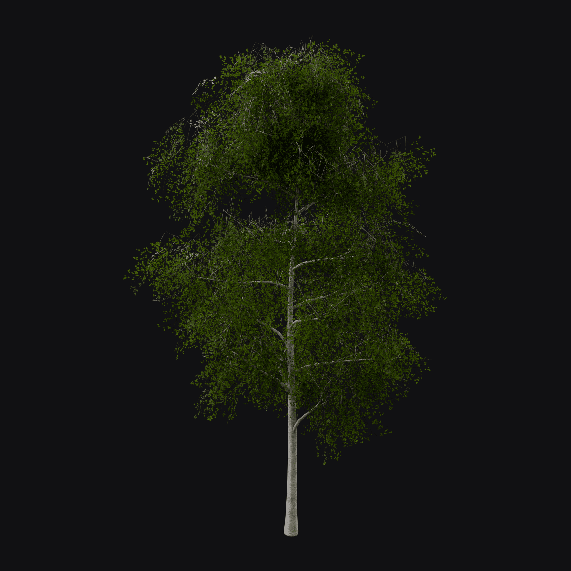 Silver Birch 01 (Betula pendula), free Blender 3D model render