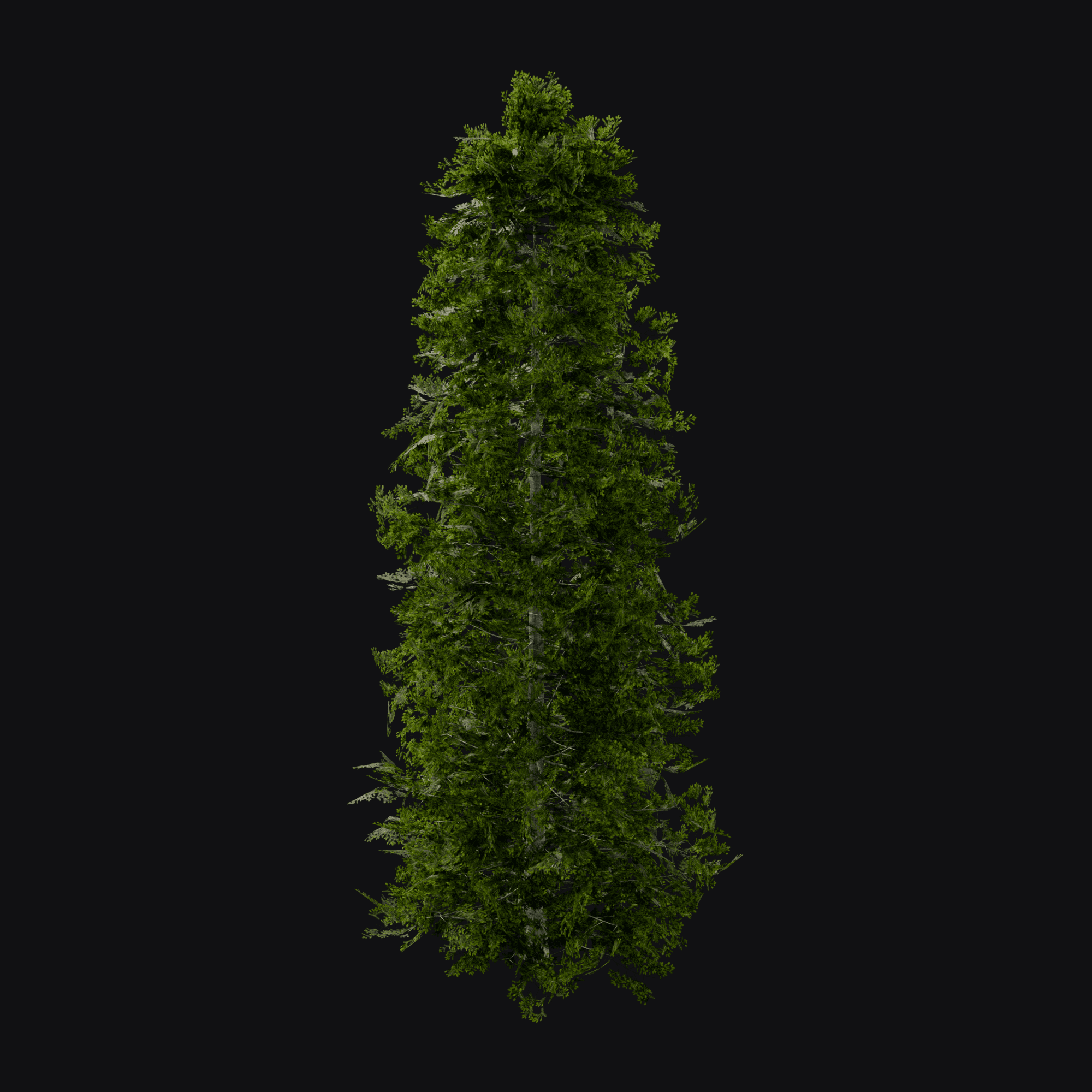 Silver Fir 01 (Abies alba), free Blender 3D model render