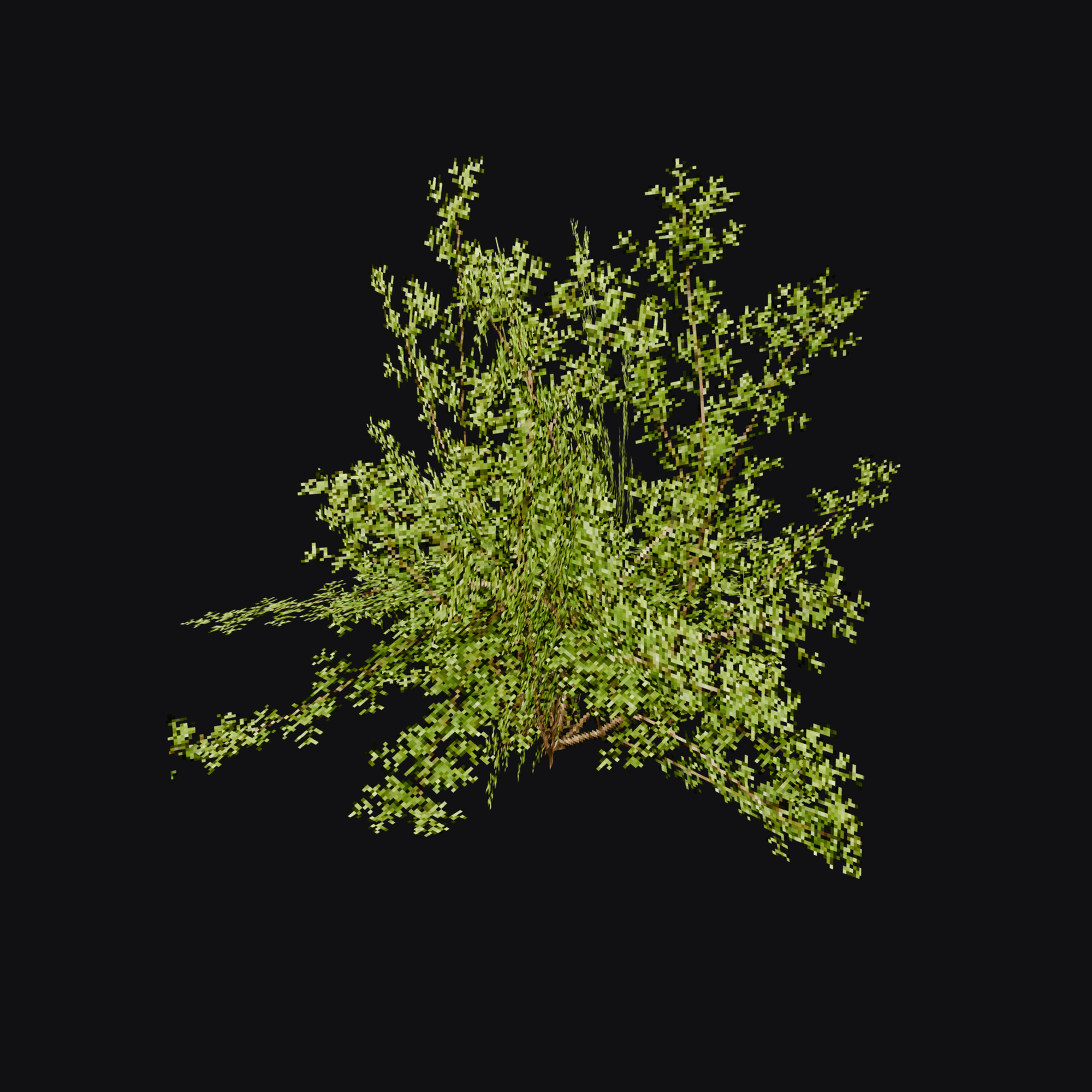 Spirea Shrub 01 (Spiraea sp.), free Blender 3D model render