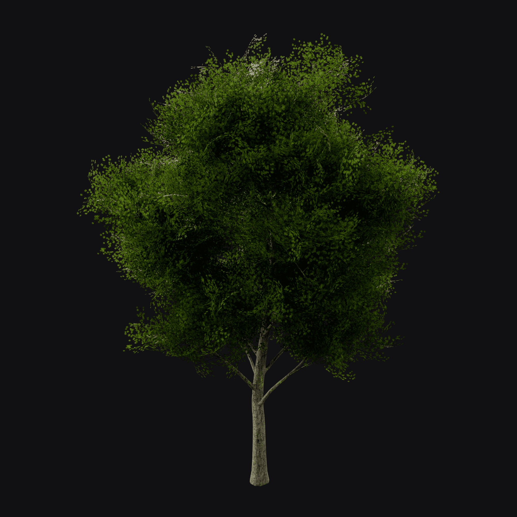 Sugar Maple 01 (Acer saccharum), free Blender 3D model render