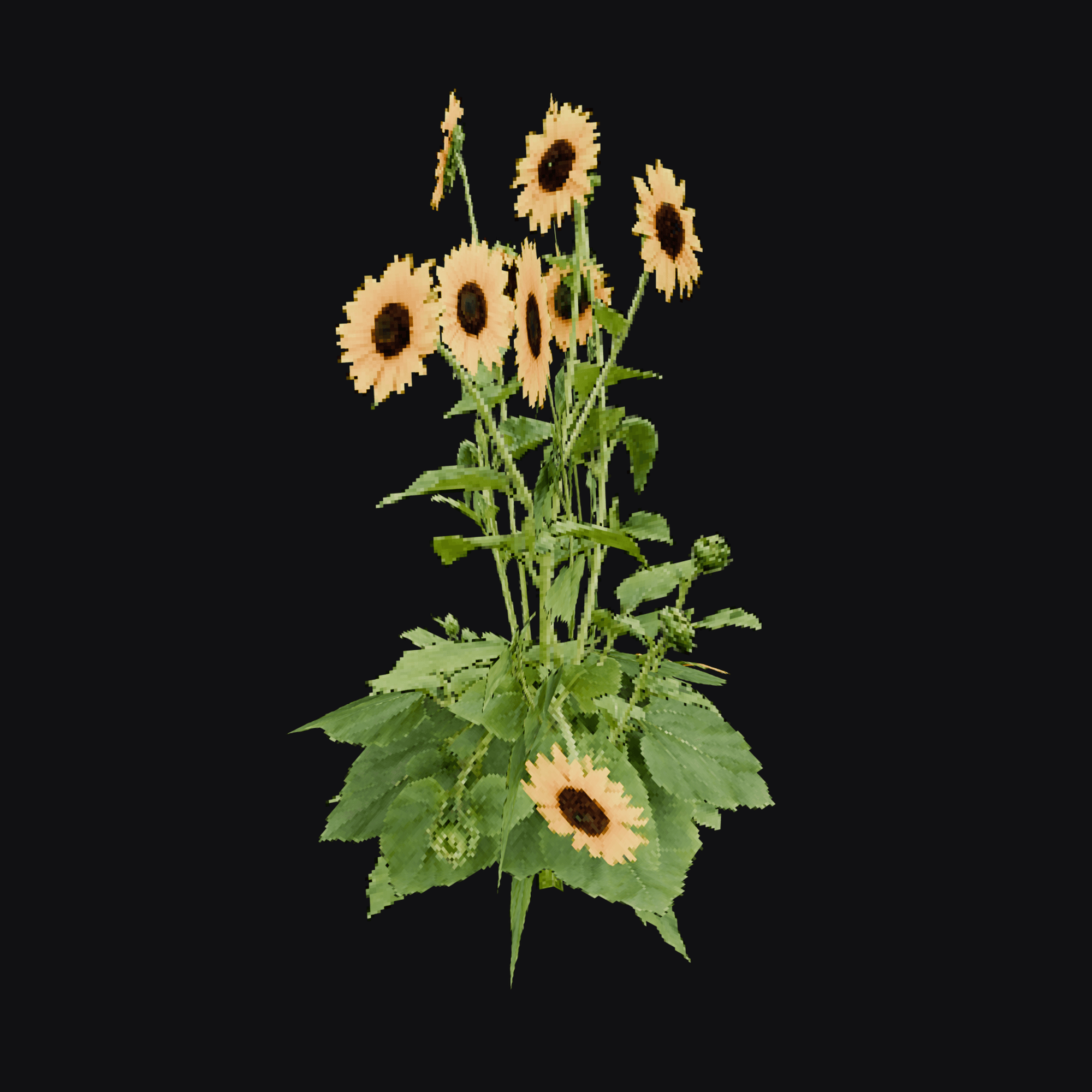 Sunflower 01 (Helianthus annuus), free Blender 3D model render