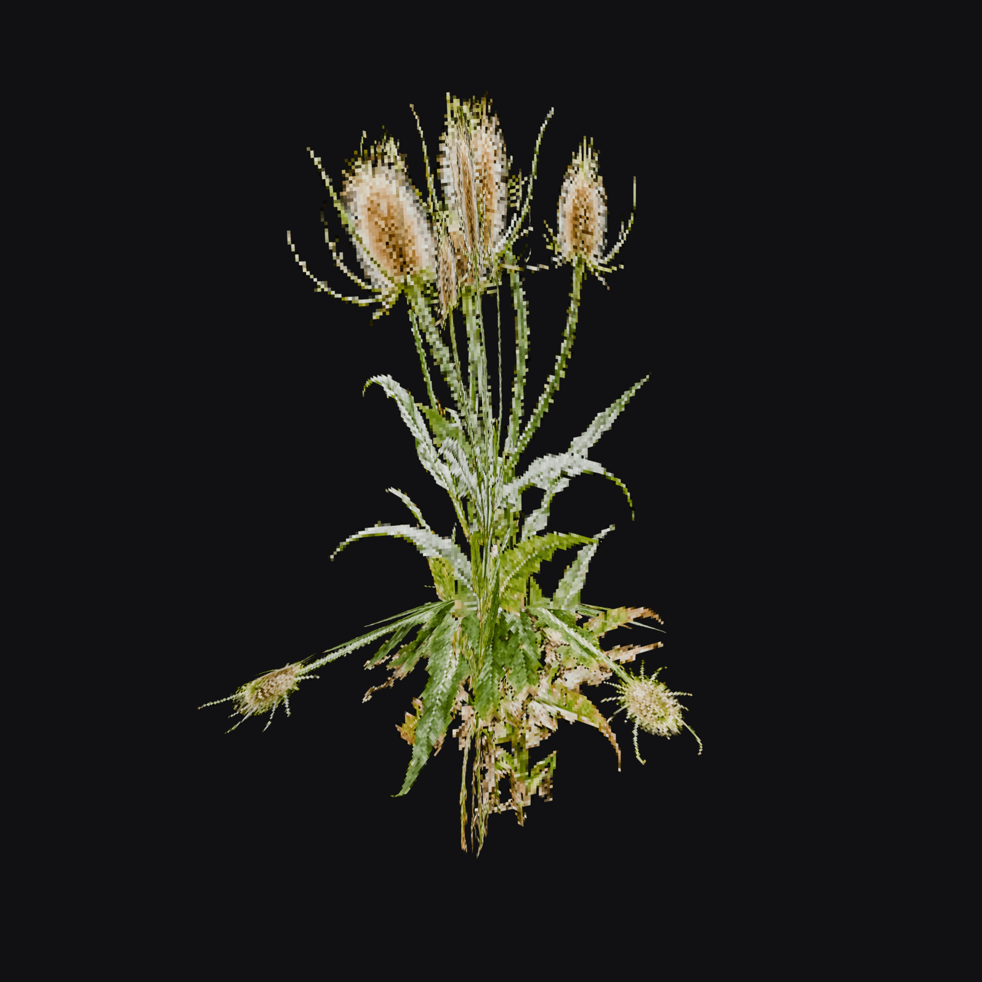 Teasel 01 (Dipsacus sp.), free Blender 3D model render