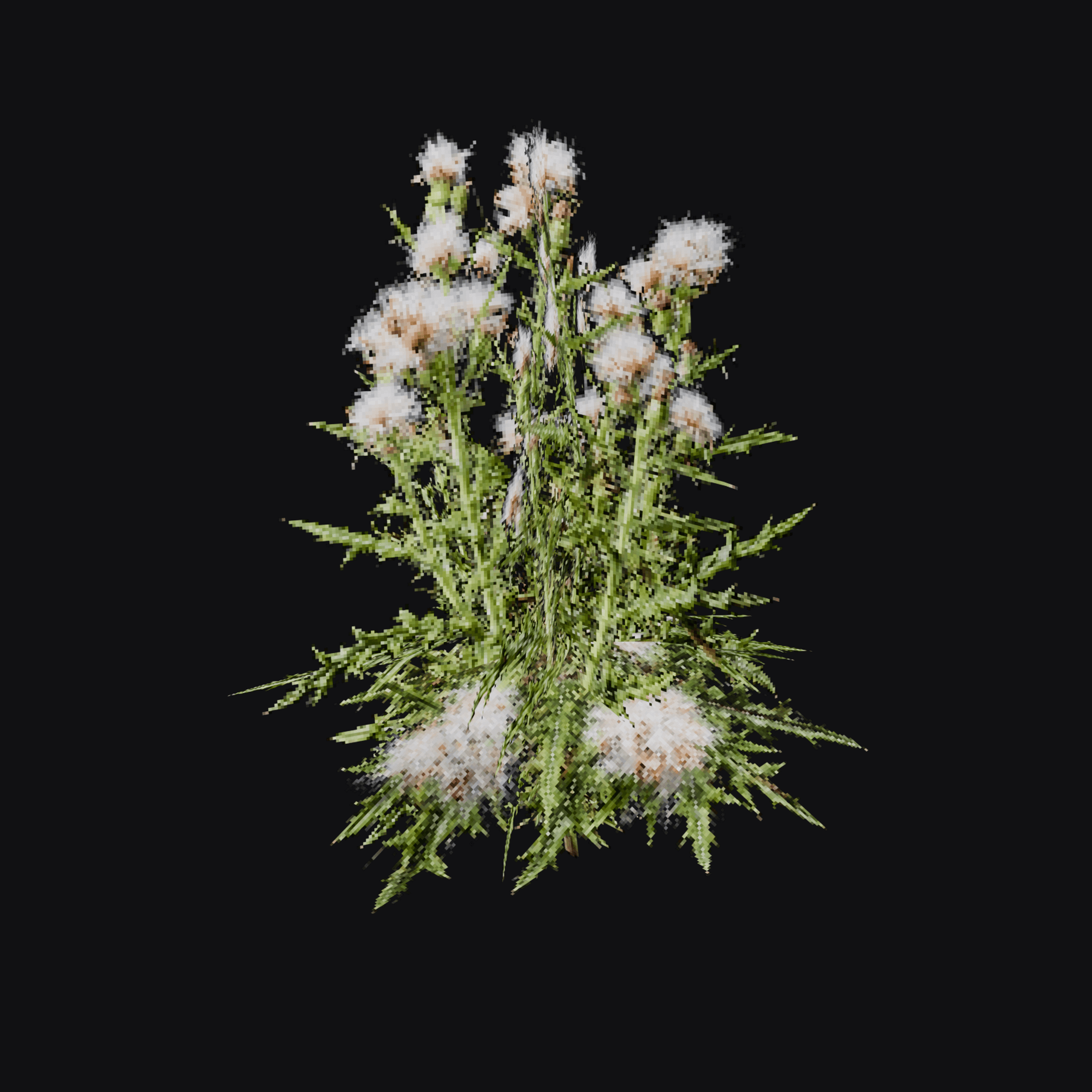 Thistle 01 (Cardueae), free Blender 3D model render