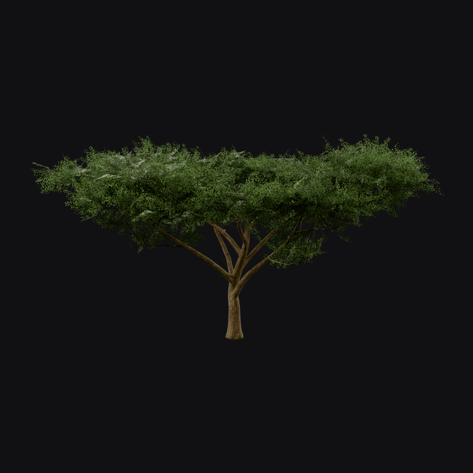 Umbrella Thorn 01 (Vachellia tortilis), free Blender 3D model render