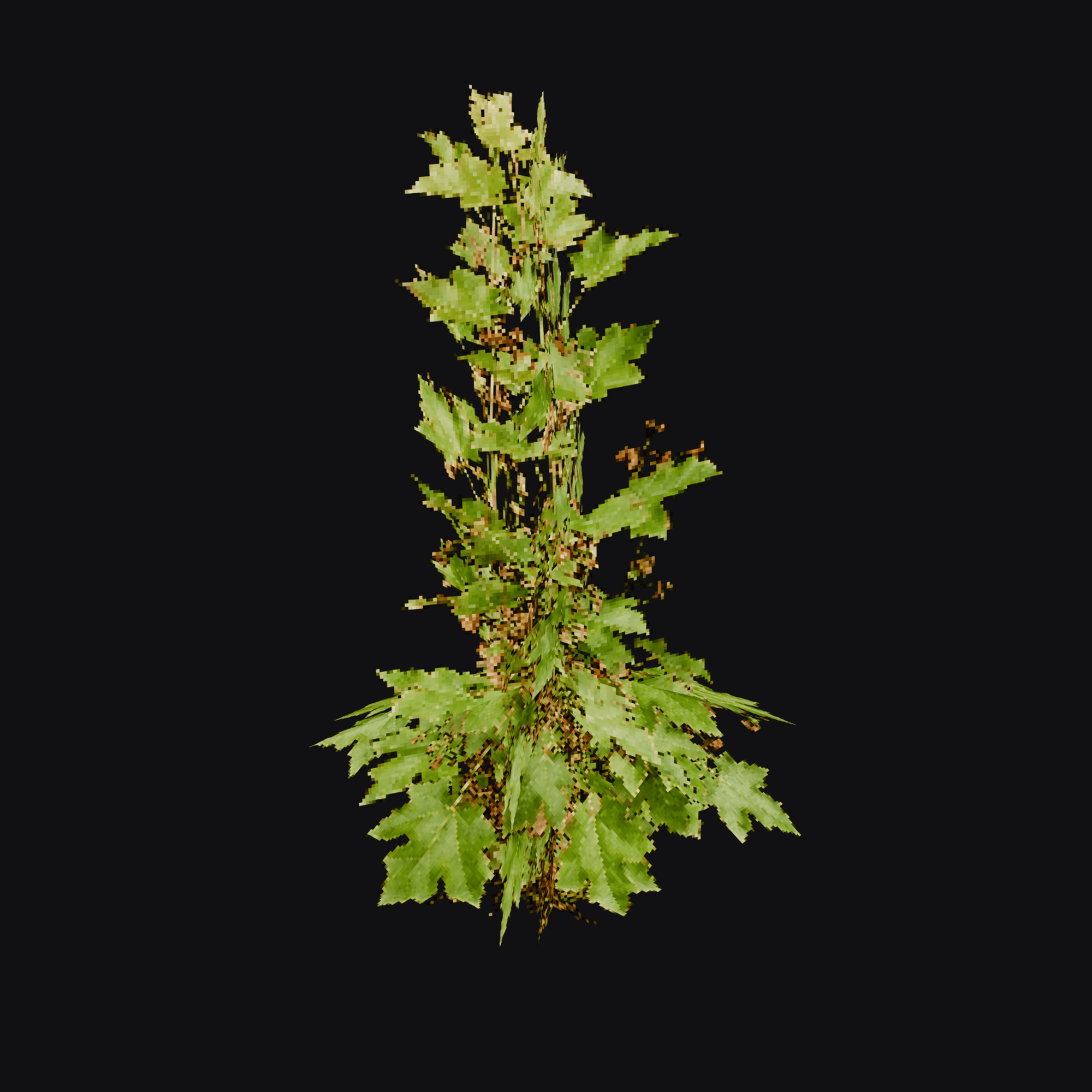 Velvetleaf 01 (Abutilon theophrasti), free Blender 3D model render