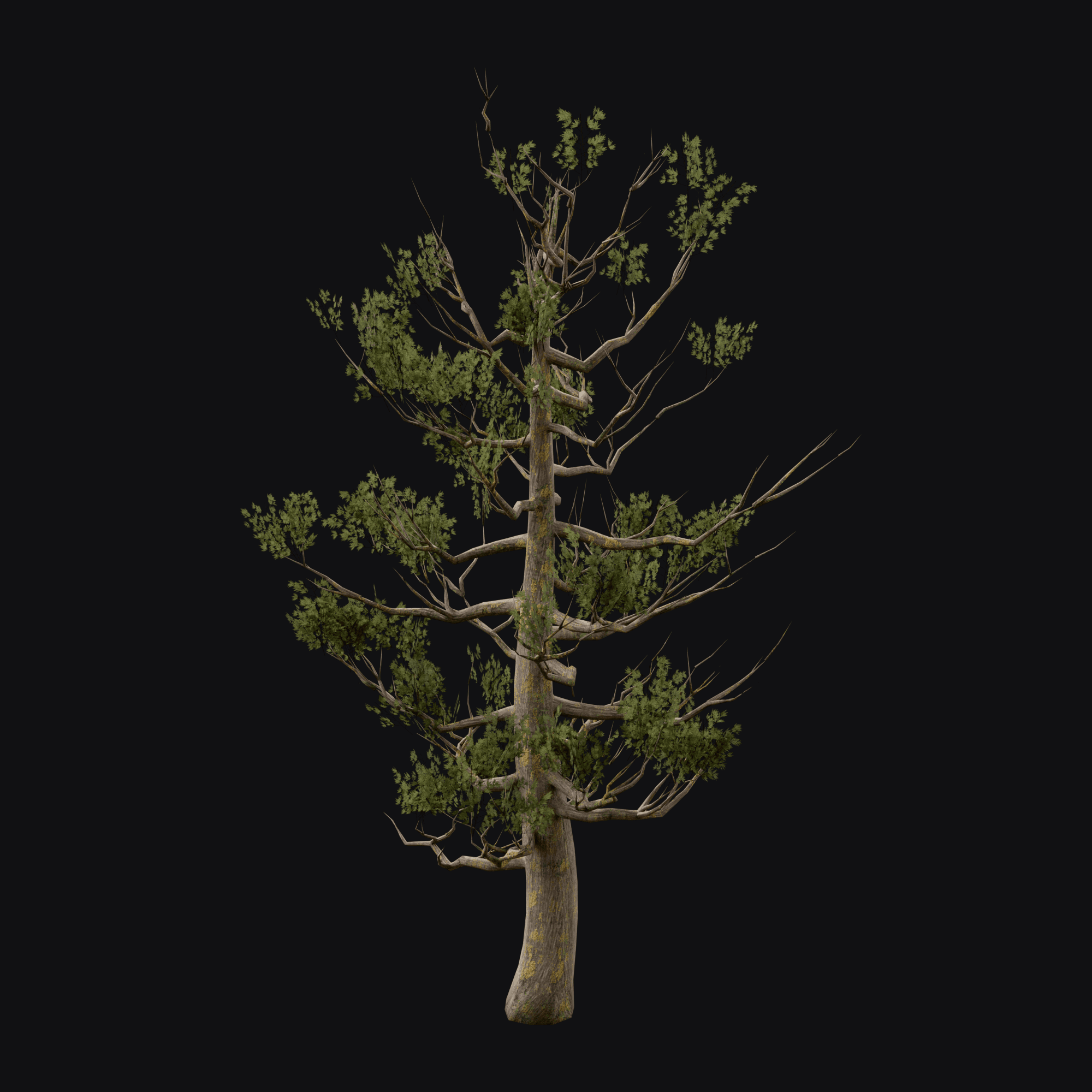 Weathered Juniper 01 (Juniperus sp.), free Blender 3D model render