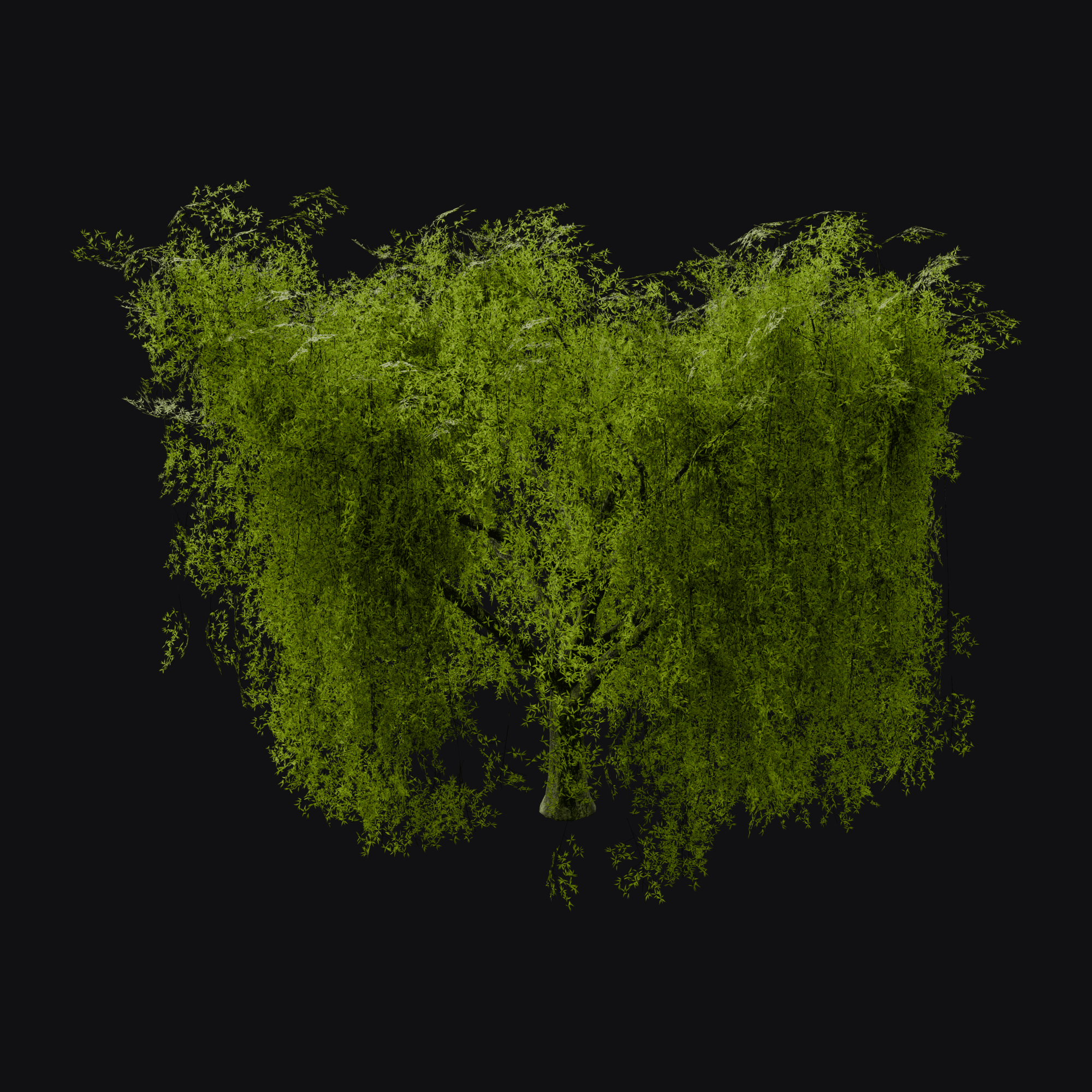 Weeping Willow 01 (Salix babylonica), free Blender 3D model render